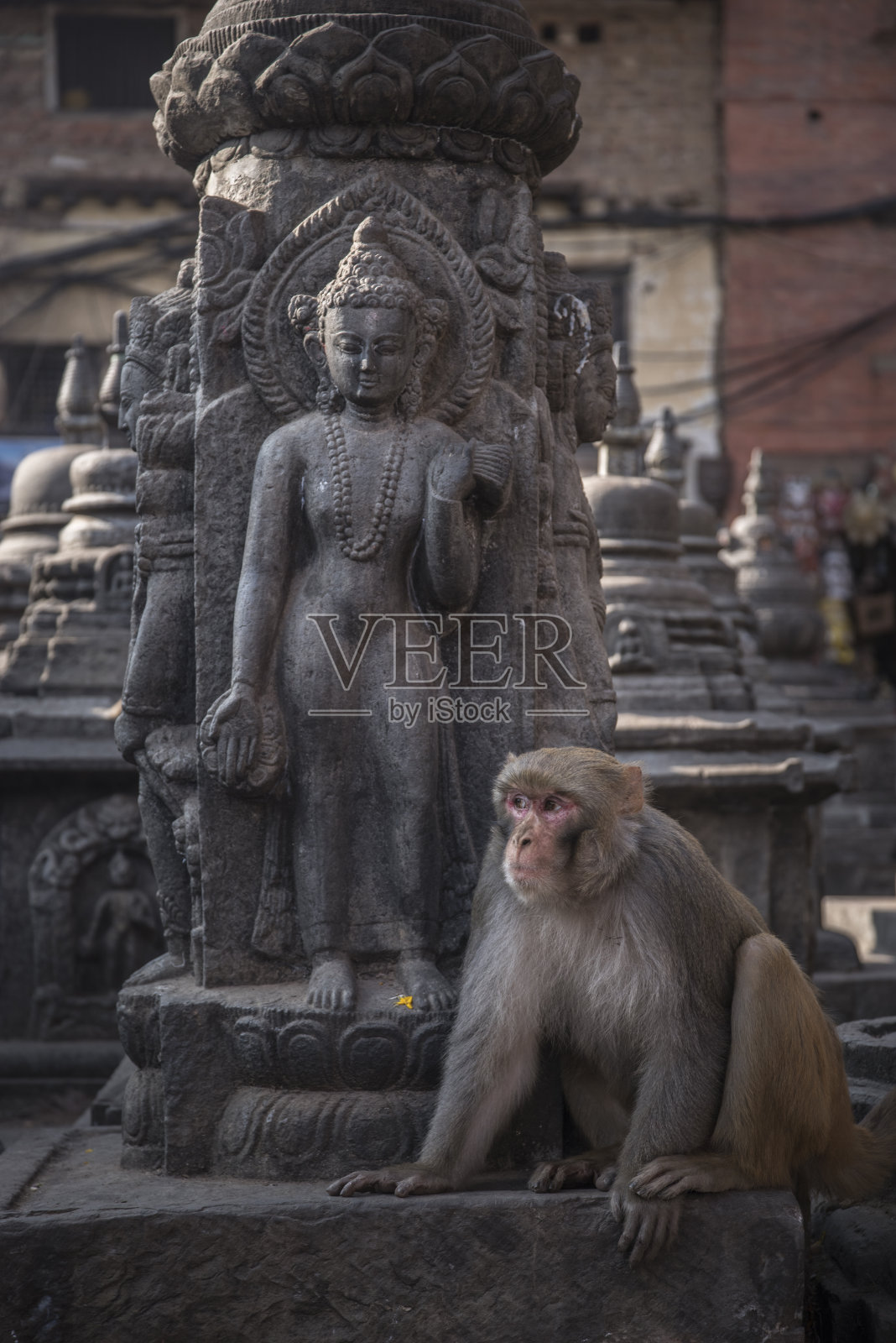 猴子在帕照片摄影图片