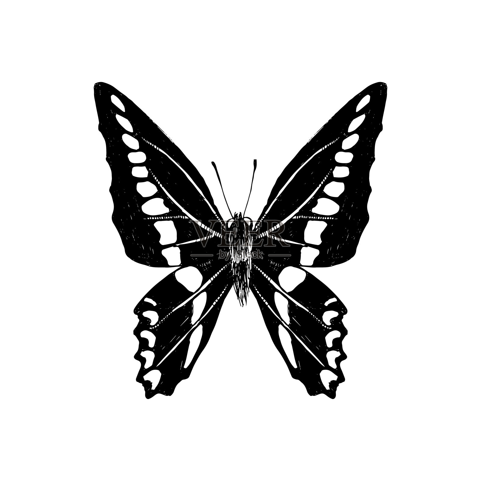 手绘石墨sarpedon蝴蝶设计元素图片
