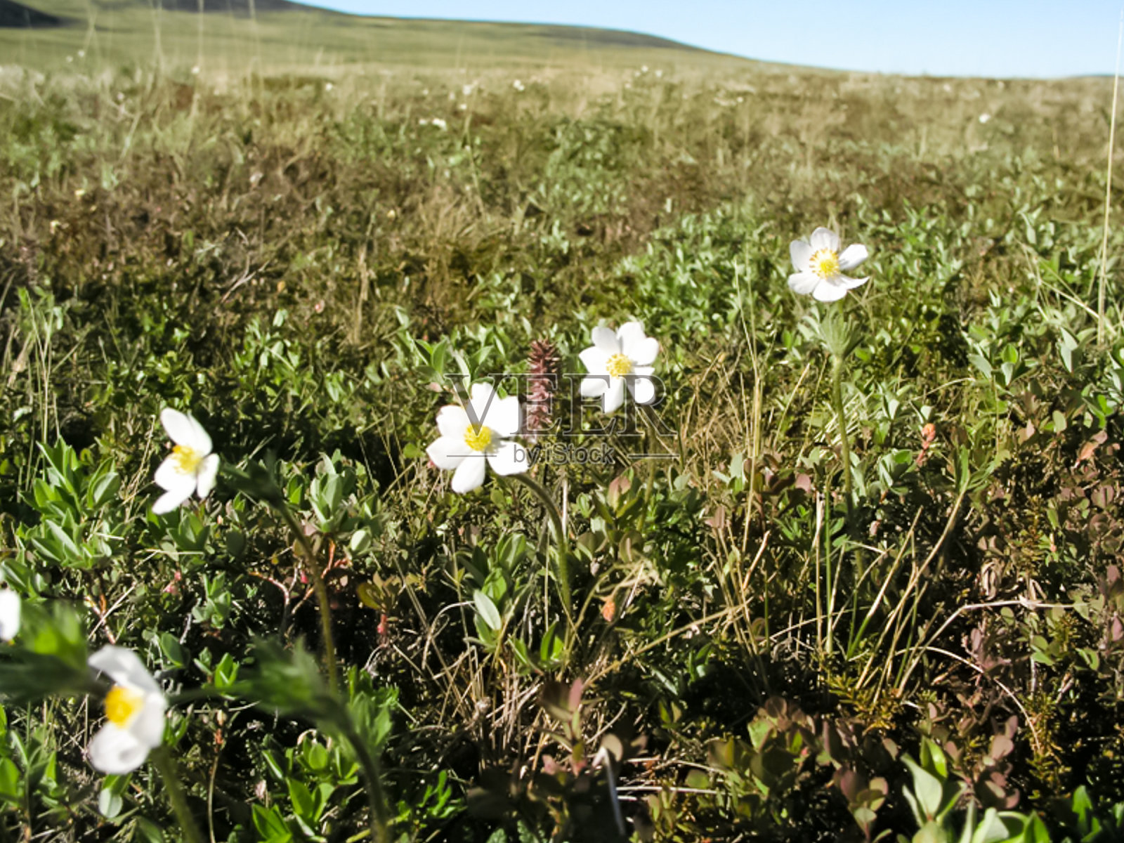 楚科特卡的苔原植物、草和花。照片摄影图片