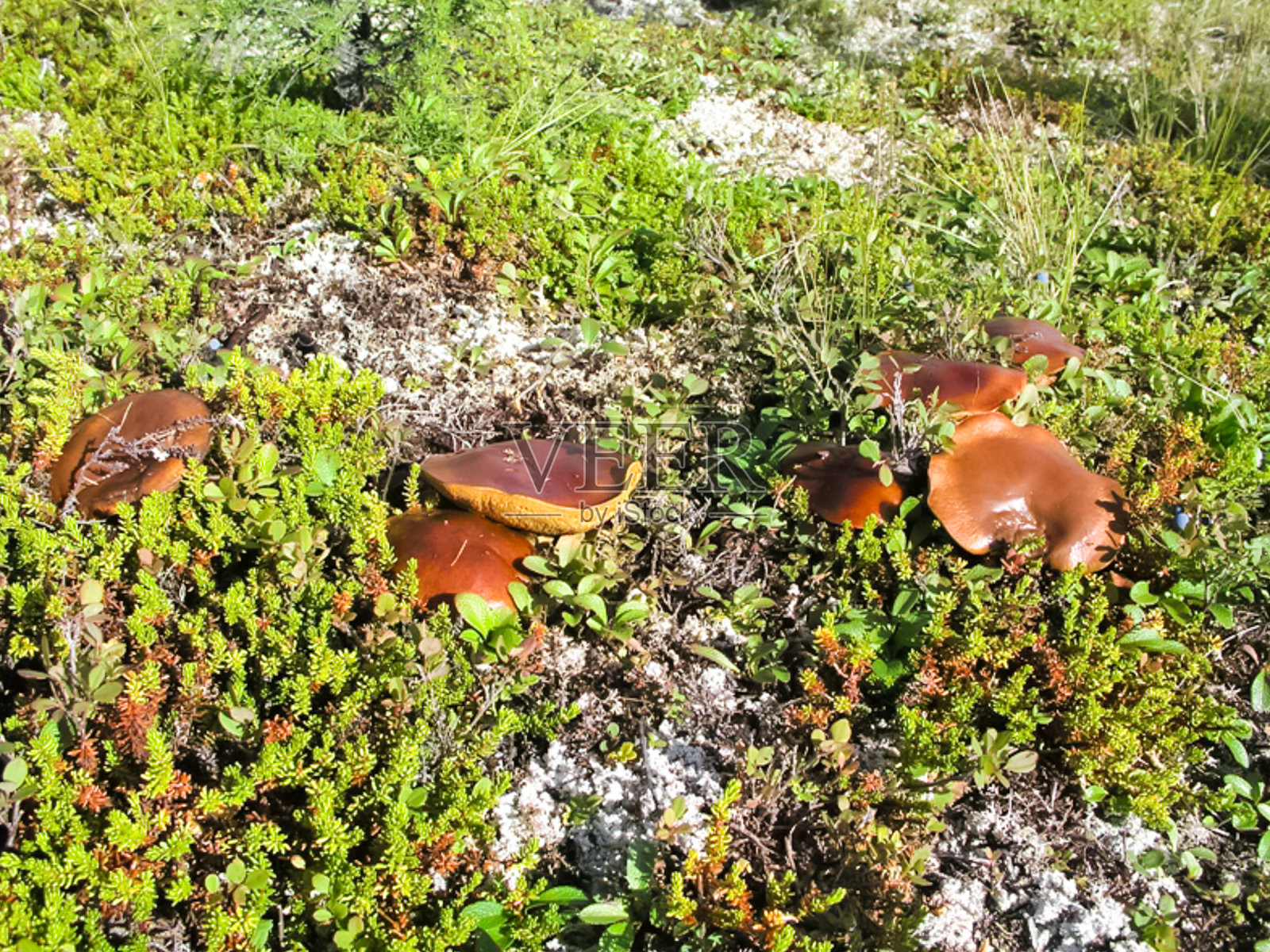 楚科特卡的苔原植物、草和花。照片摄影图片