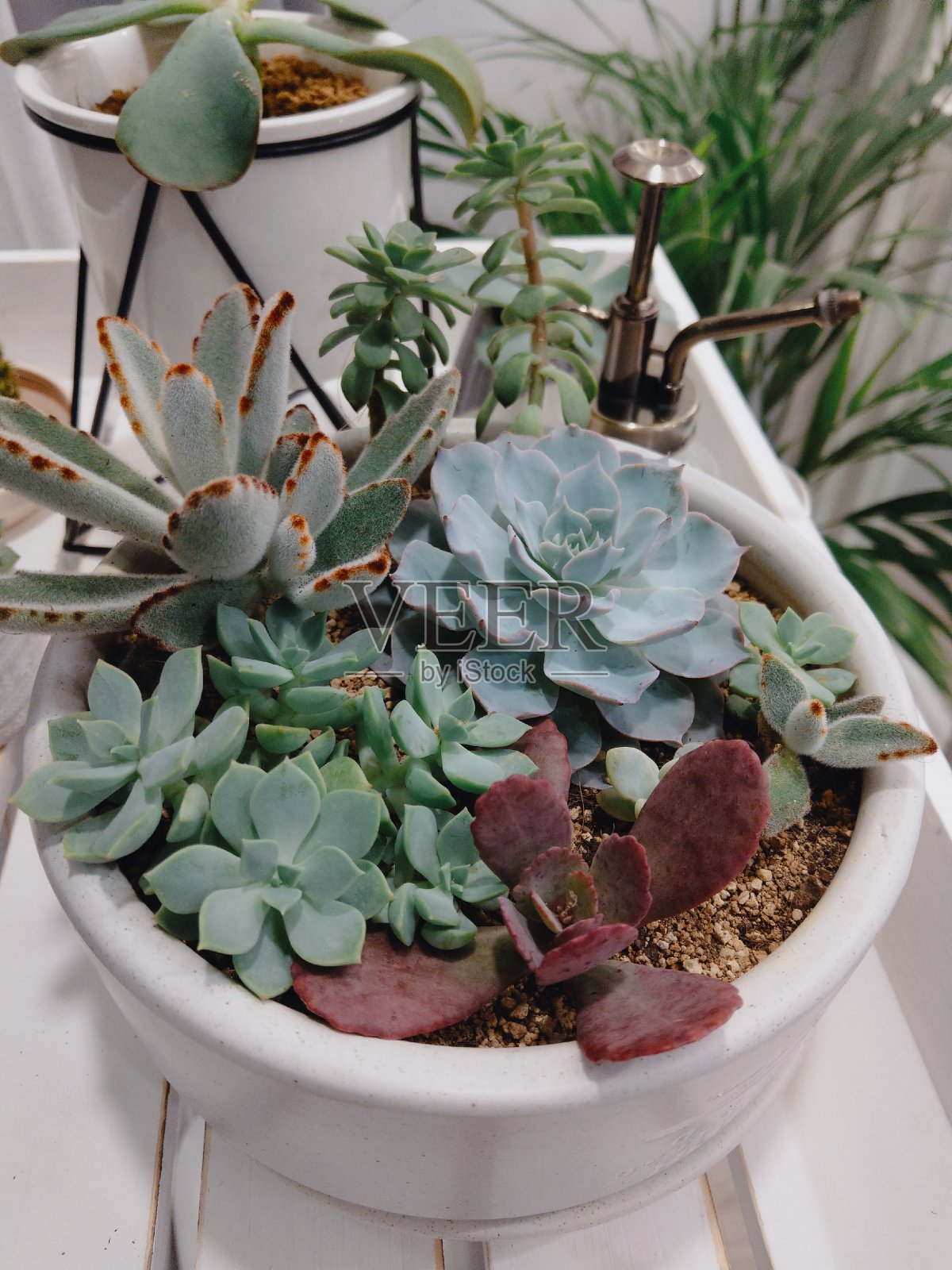 多汁的植物照片摄影图片