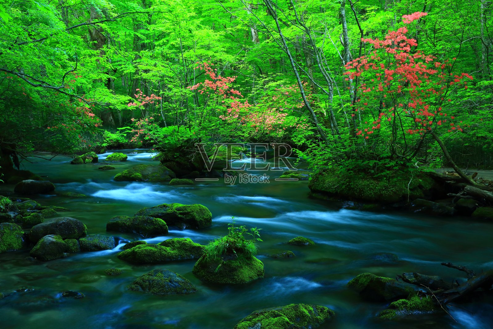 新鲜的绿色Oirase山溪照片摄影图片