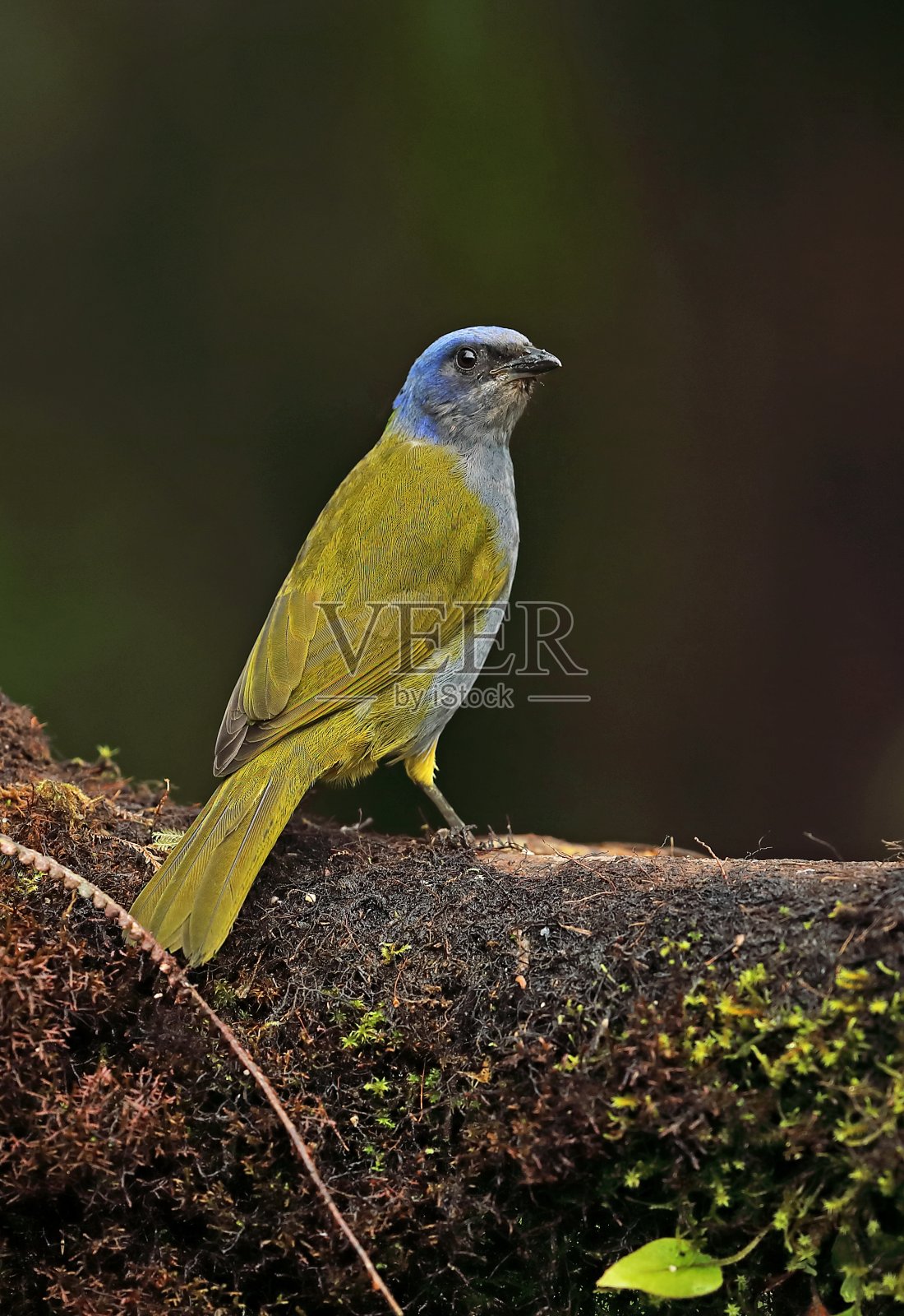 Blue-capped唐纳雀照片摄影图片