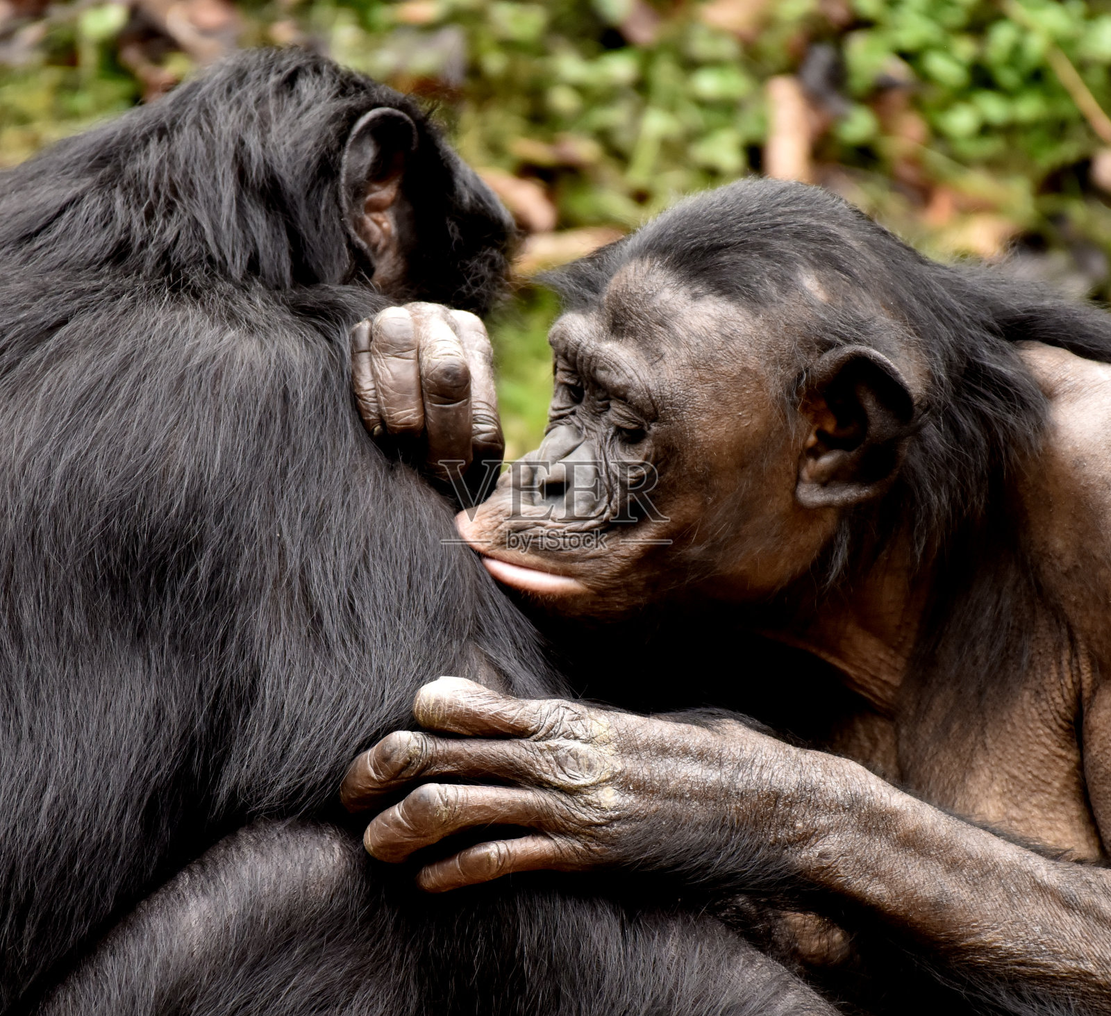 倭黑猩猩群体照片摄影图片