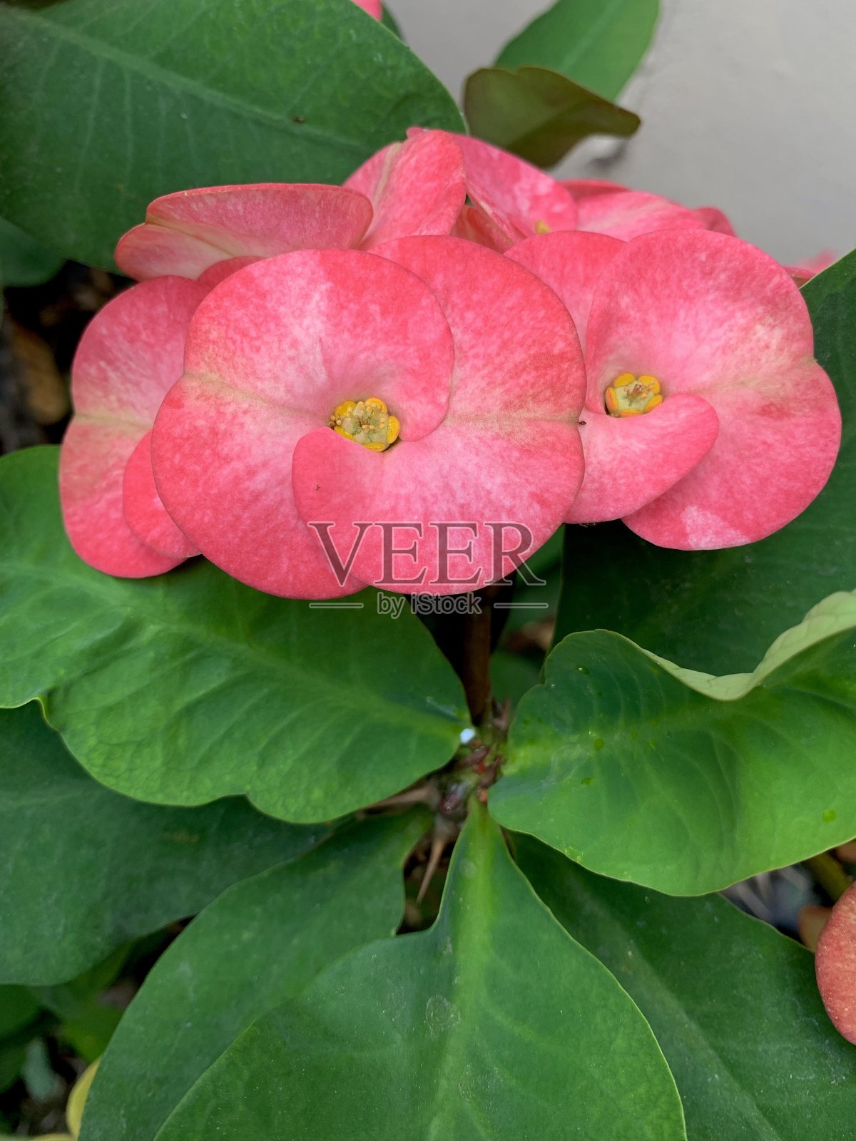 近距离观察基督花的皇冠照片摄影图片