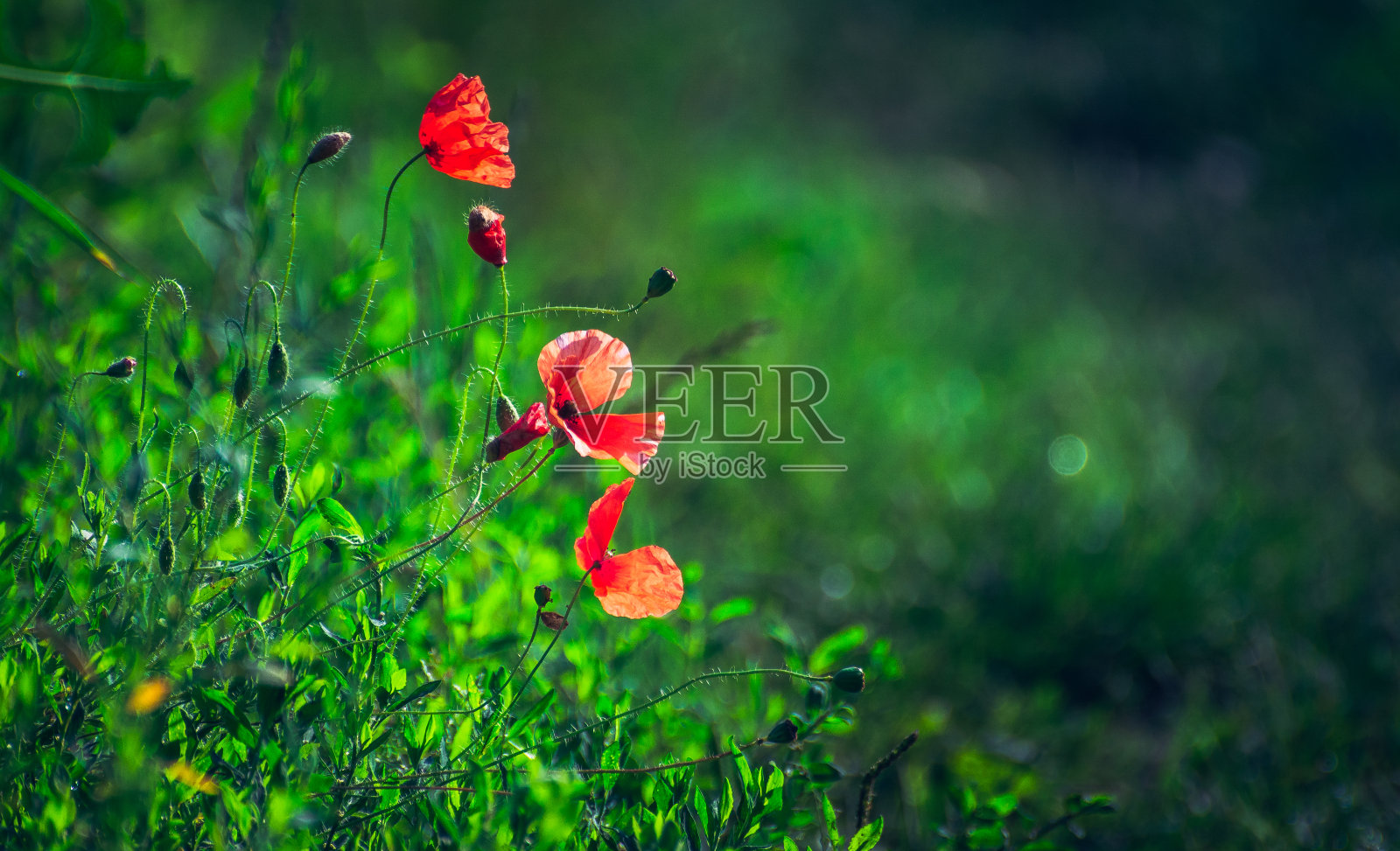 罂粟照片摄影图片