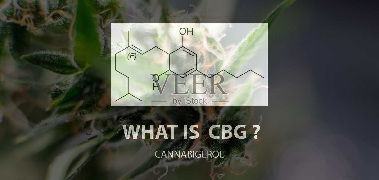 一般大麻素-大麻酚(CBG)。大麻芽中的焦磷酸香叶酰和橄榄石酸照片摄影图片