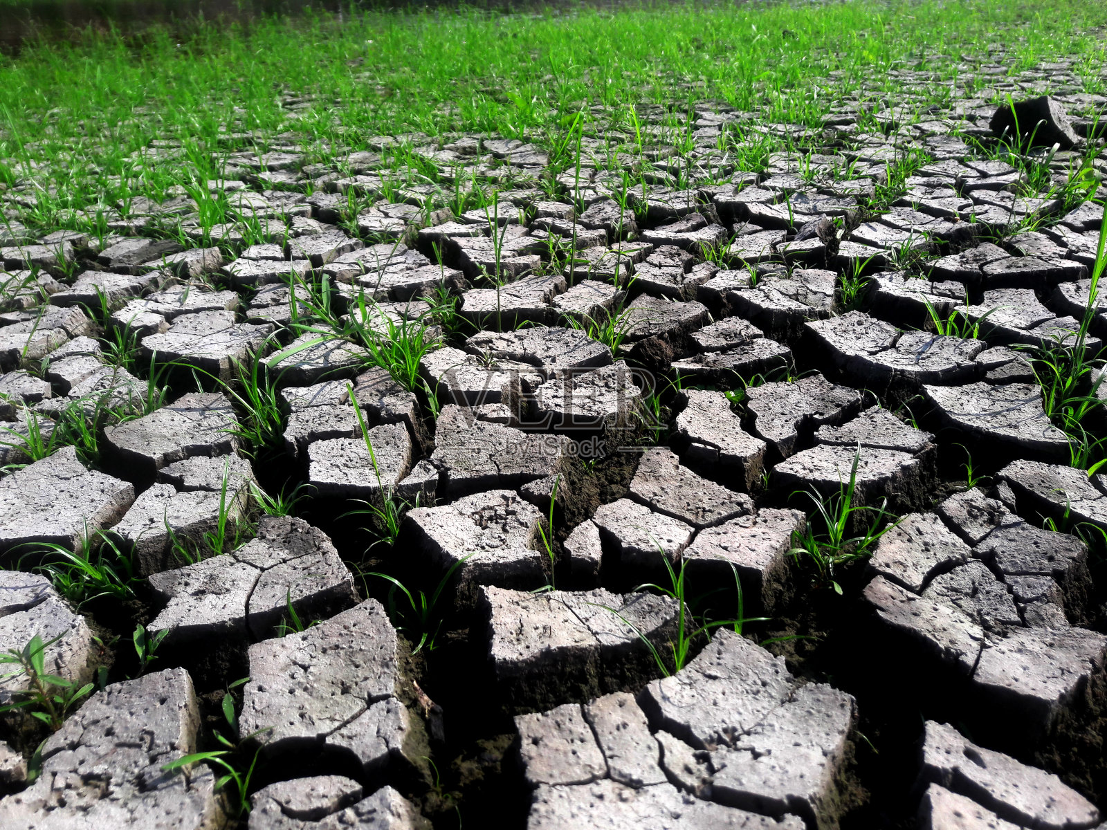 用草把干涸的泥土弄裂照片摄影图片