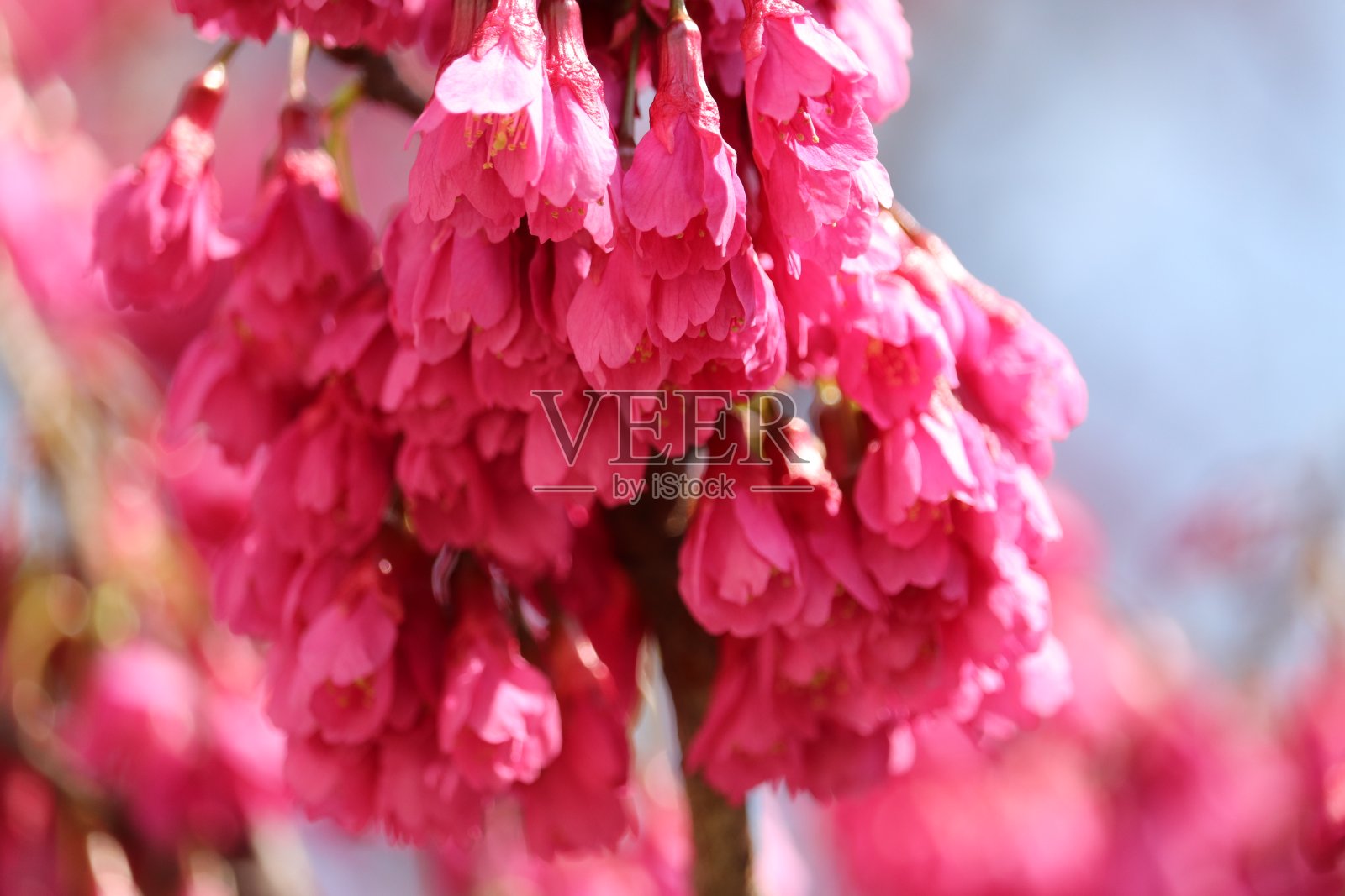 台湾樱桃照片摄影图片