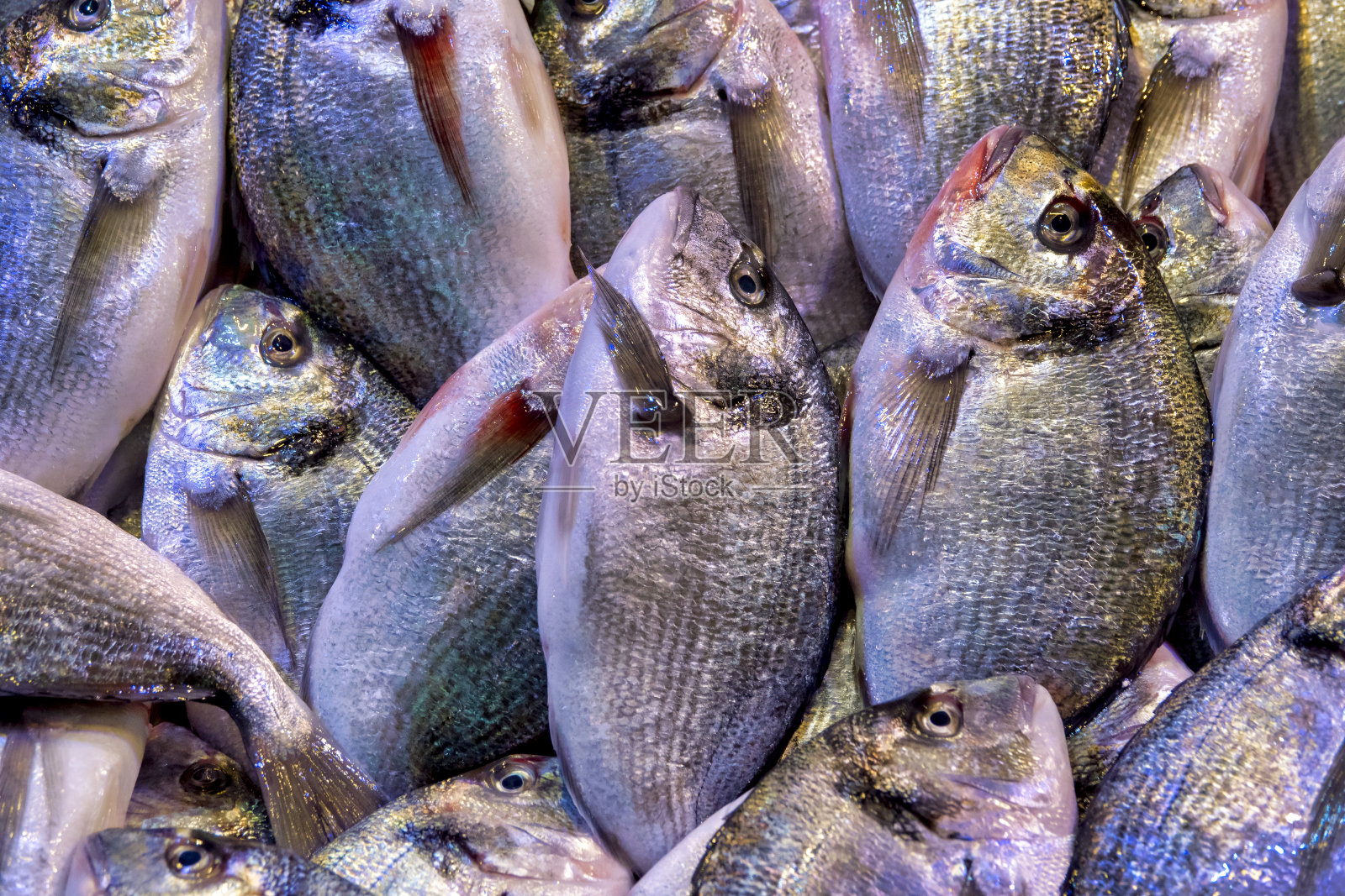 Gilt-head鲤科鱼照片摄影图片