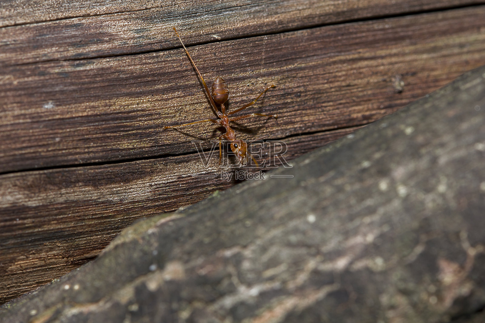 树上的红蚂蚁照片摄影图片