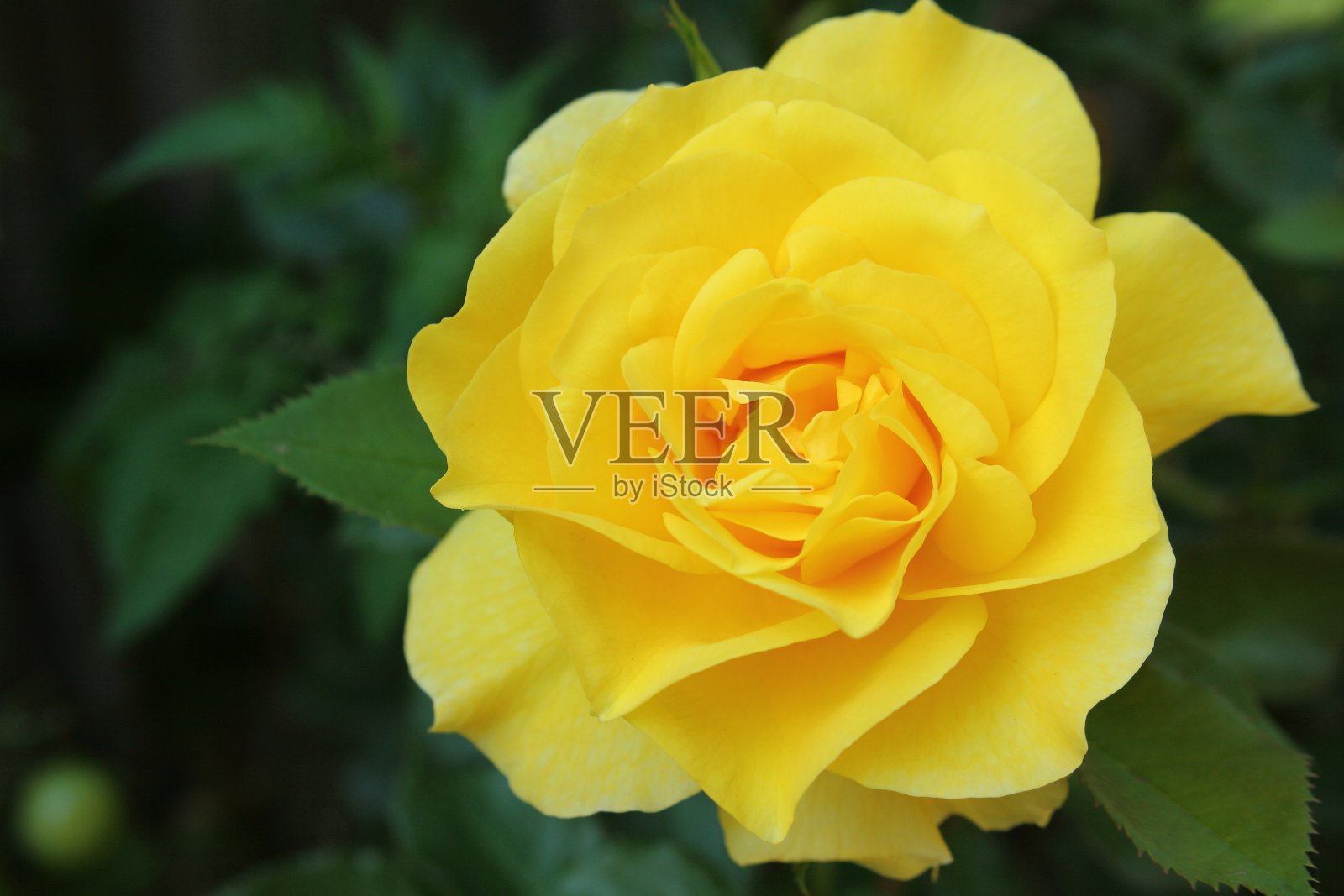 玫瑰-佛兰照片摄影图片