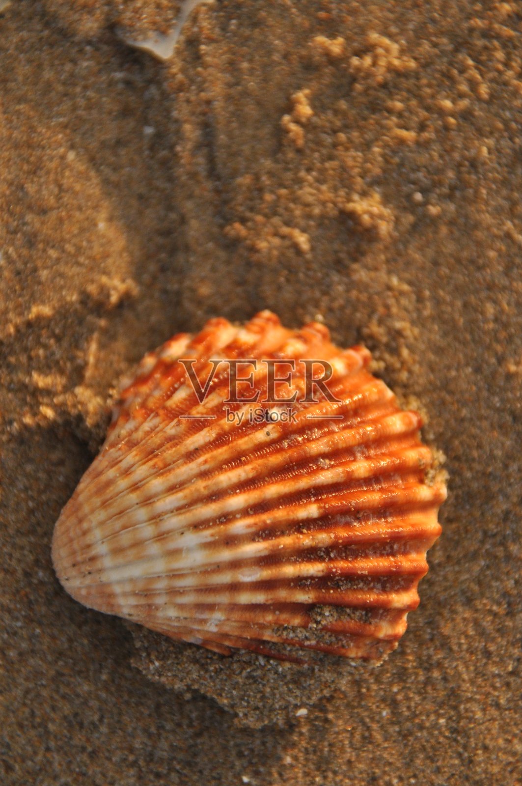 意大利海滩上的地中海贝类、蜗牛。照片摄影图片