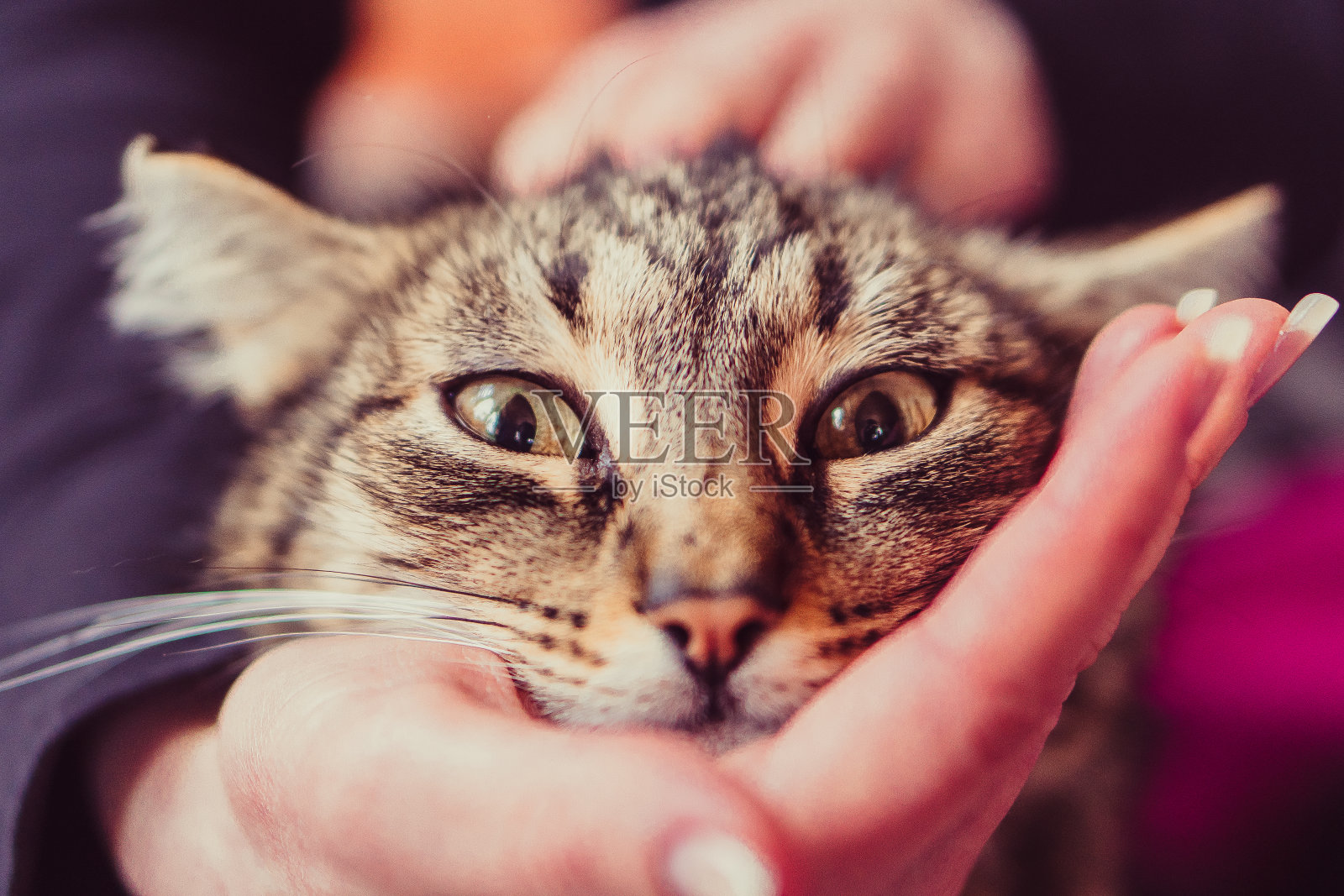 猫女人的手抚摸着一只猫照片摄影图片