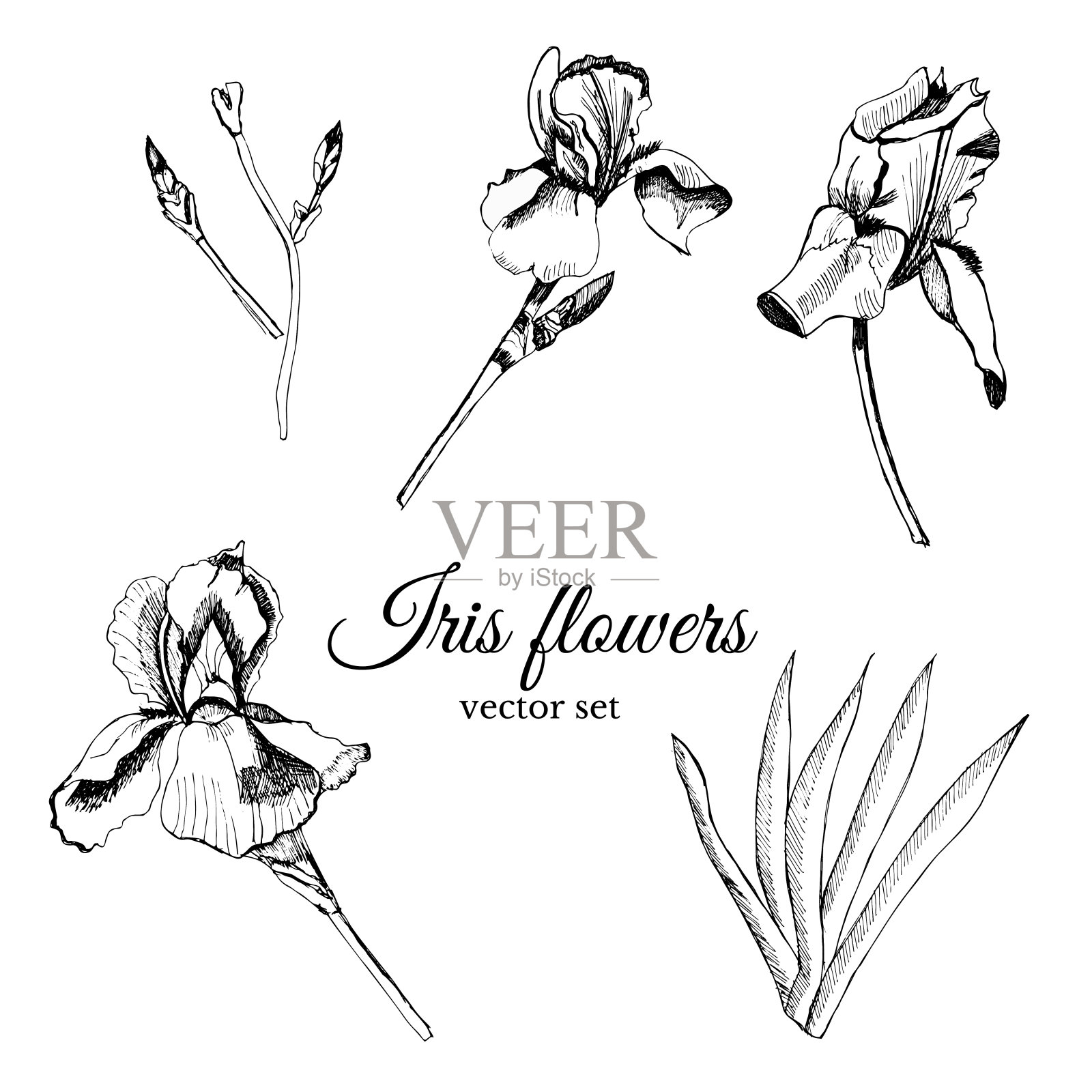 配上手绘的夏花图案，蝴蝶花带叶和芽。插画图片素材