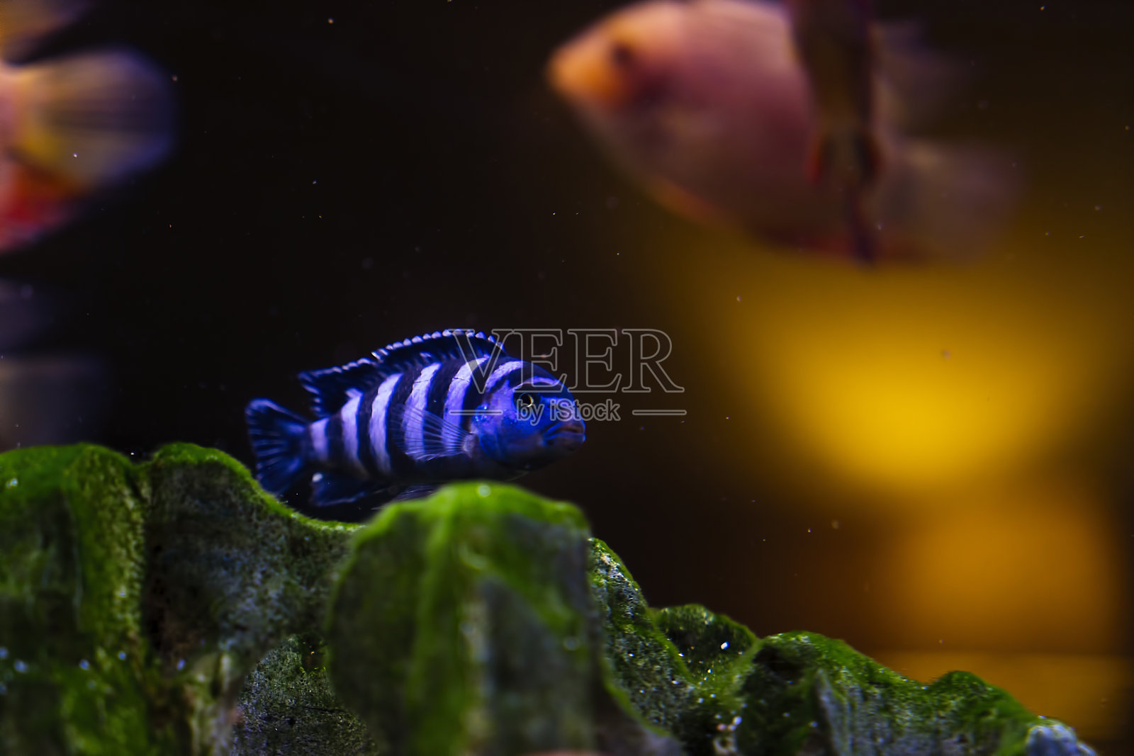 鱼缸养鱼假滋养鱼照片摄影图片