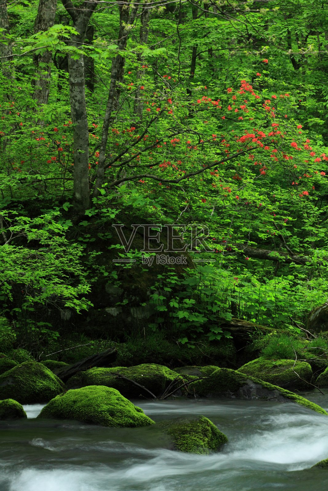 新鲜的绿色Oirase山溪照片摄影图片