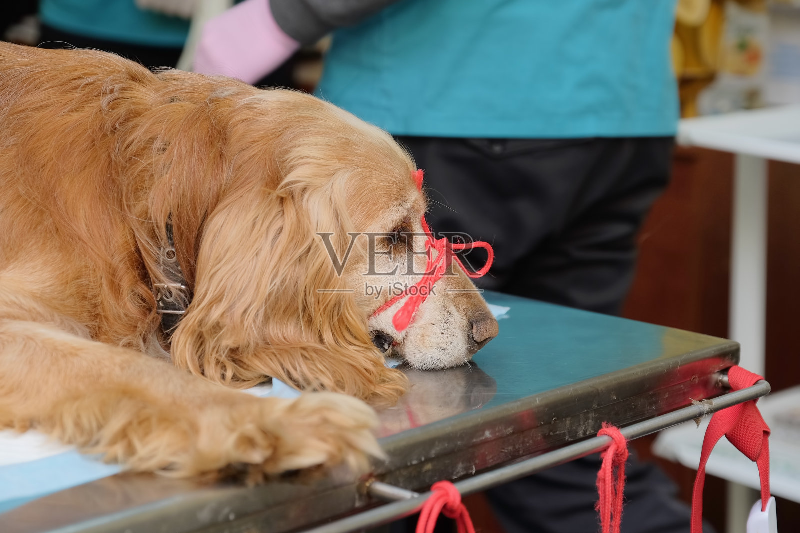 在兽医诊所的手术台上，一条被麻醉的红色长耳獚犬躺着照片摄影图片