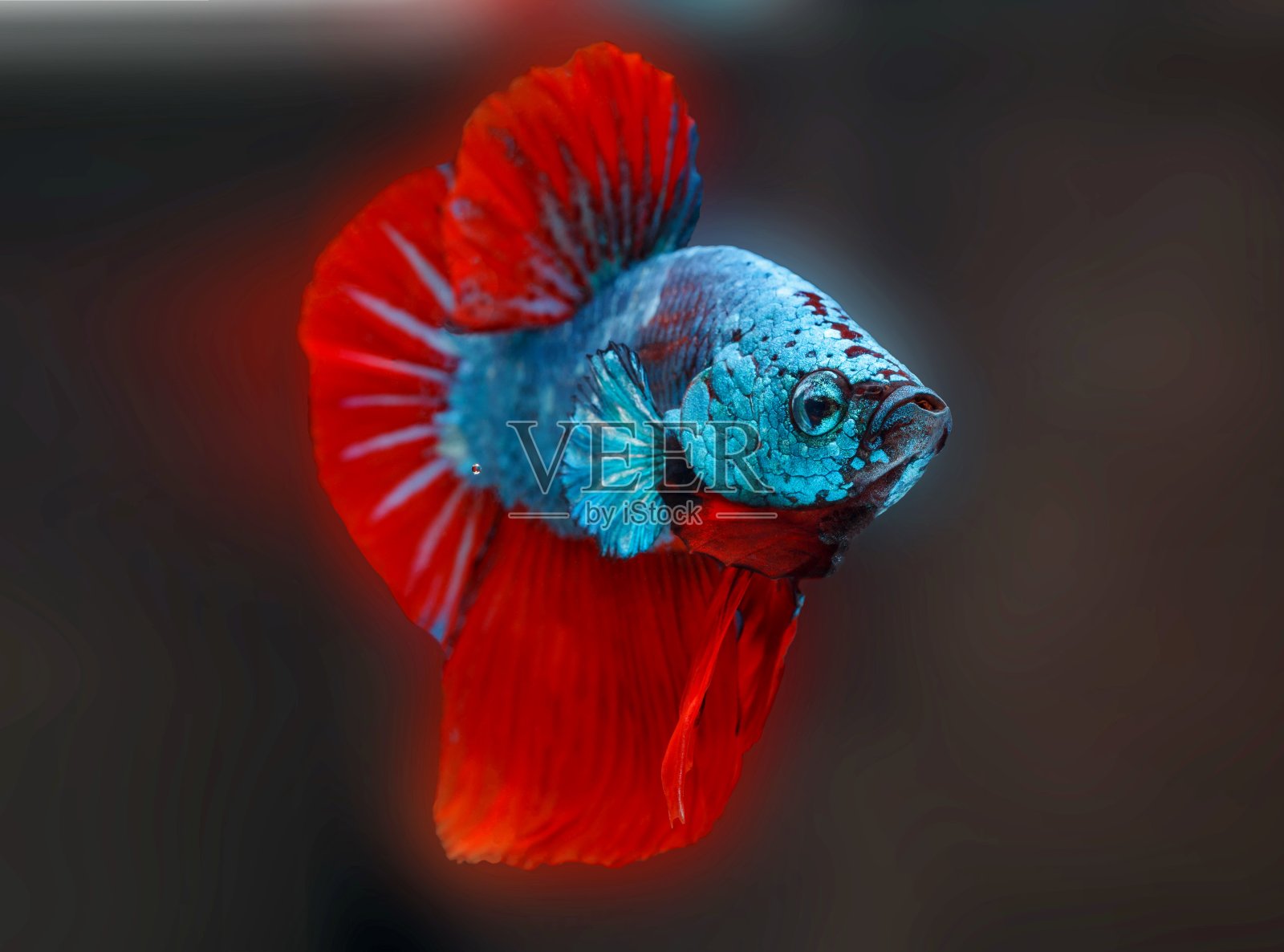 暹罗斗鱼，一串红斗鱼，蓝鱼，模糊的背景，半月斗鱼。照片摄影图片