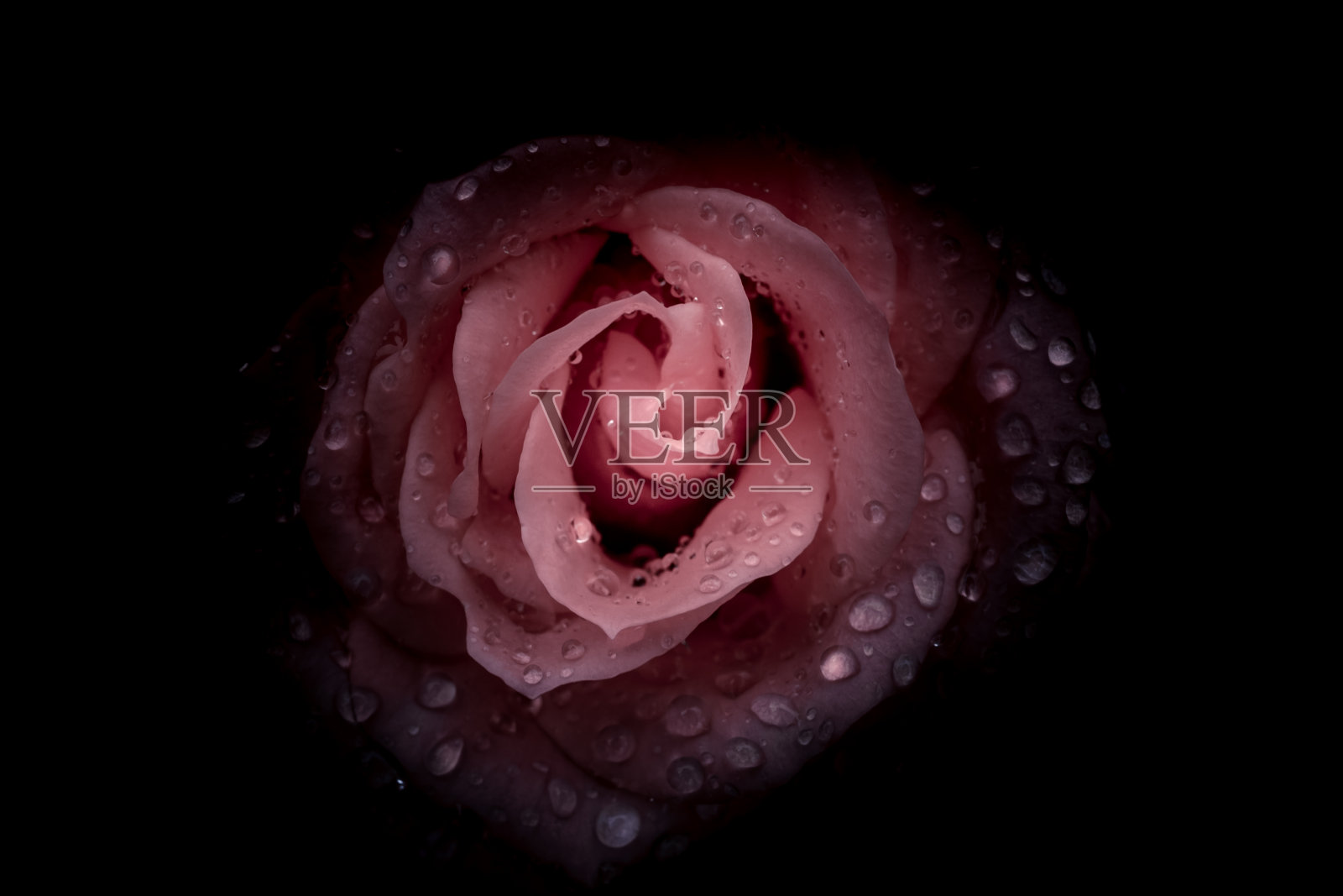 美丽的单瓣玫瑰与水滴在黑色背景，复古风格照片摄影图片