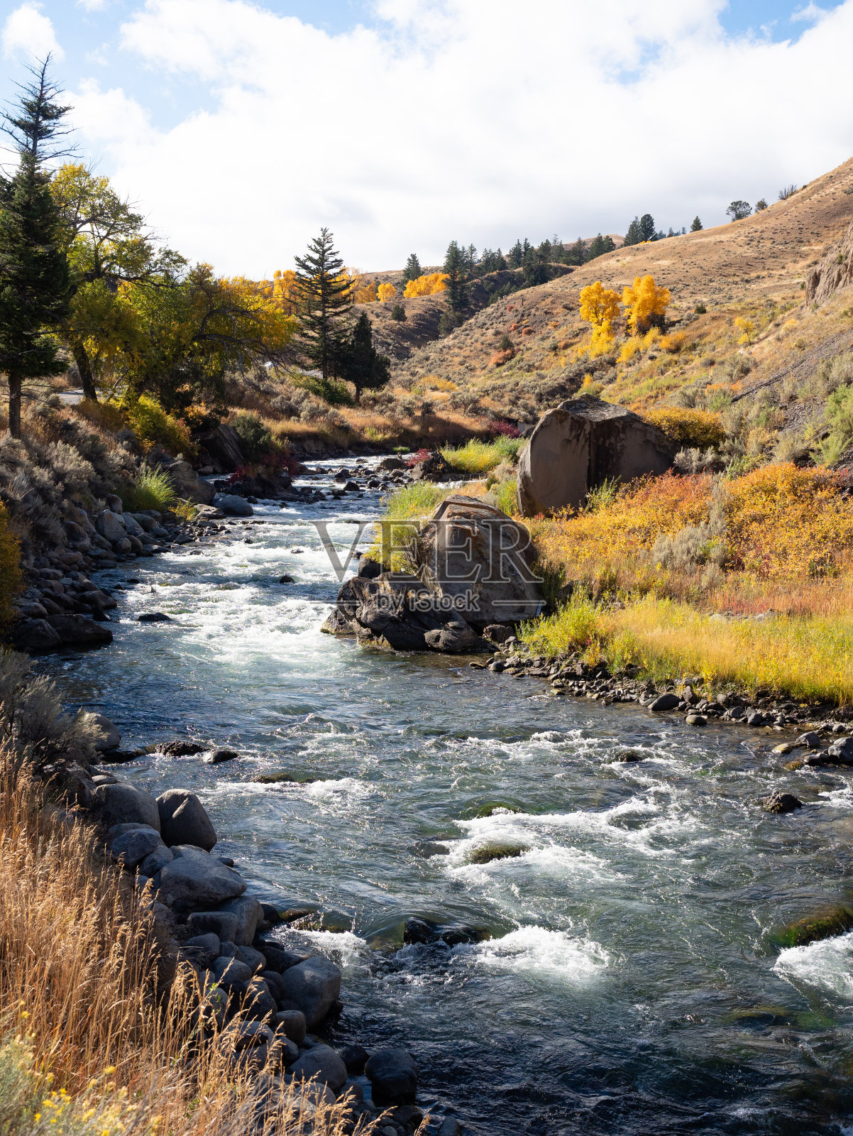 黄石国家公园的黄石河与秋天的植被照片摄影图片