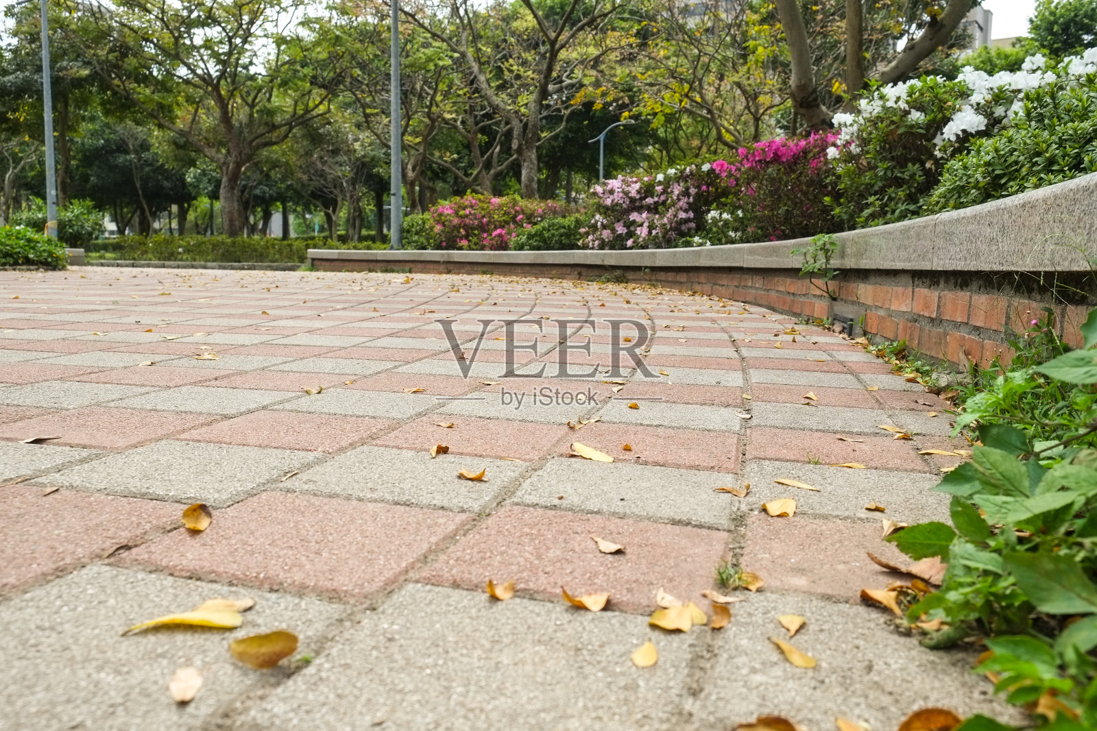 公园里的小路。亚洲的自然风光。照片摄影图片