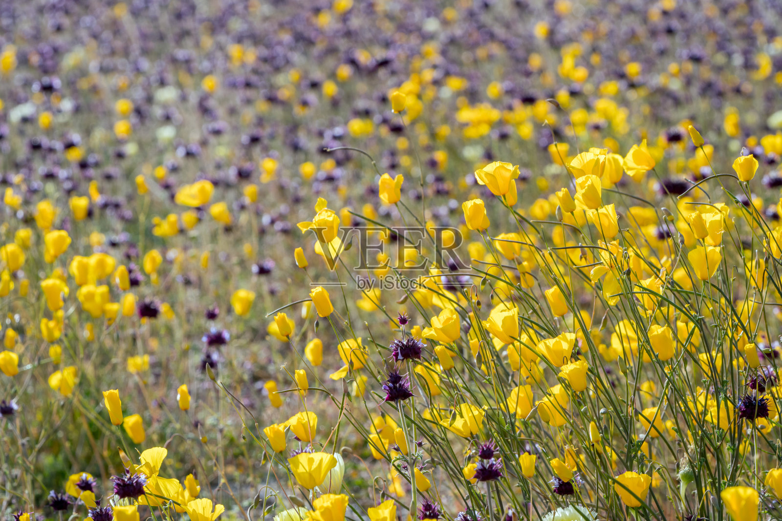 2019年，加州约书亚树国家公园野花盛开照片摄影图片