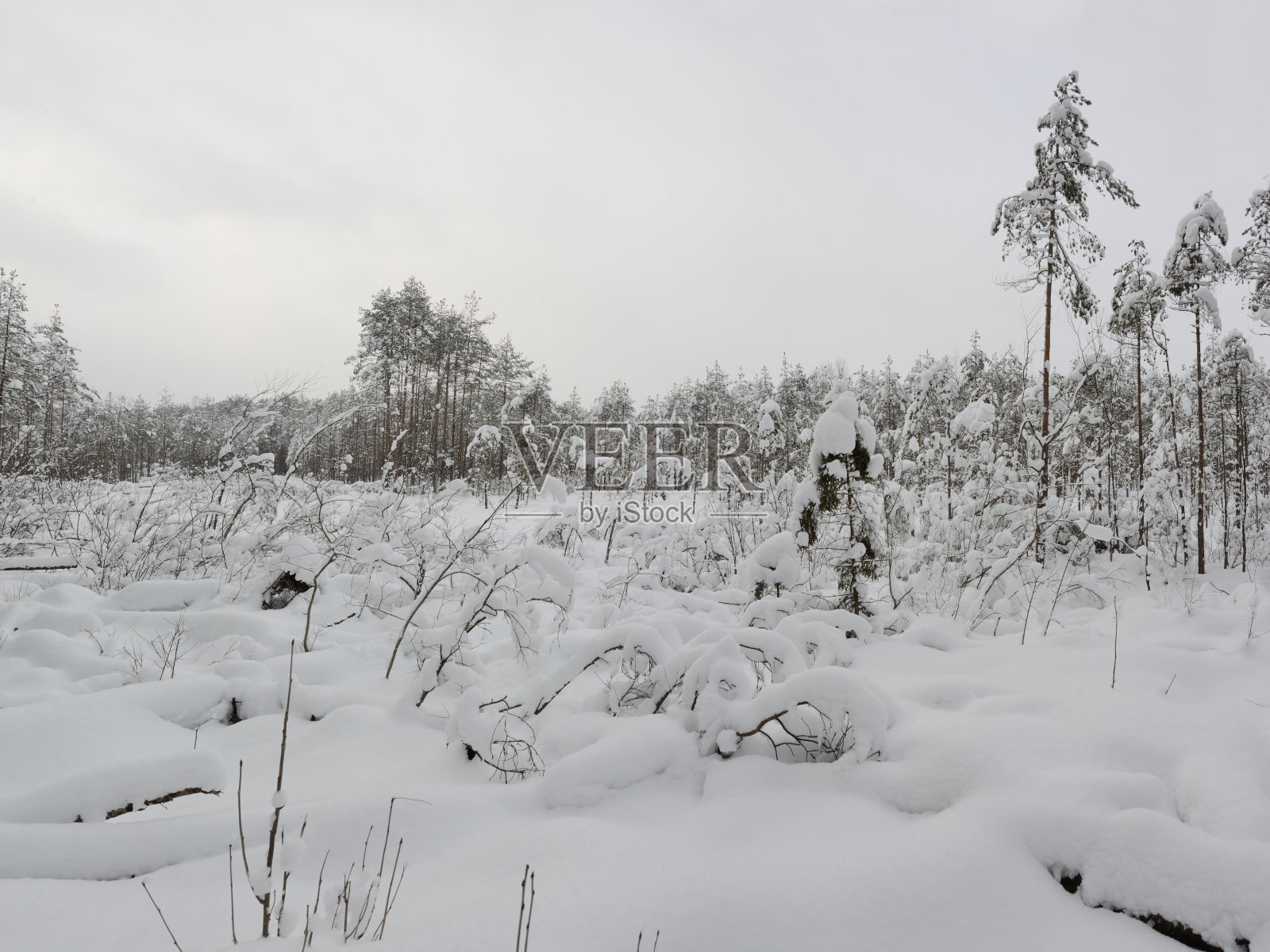 冬季森林景观后的一场大雪照片摄影图片