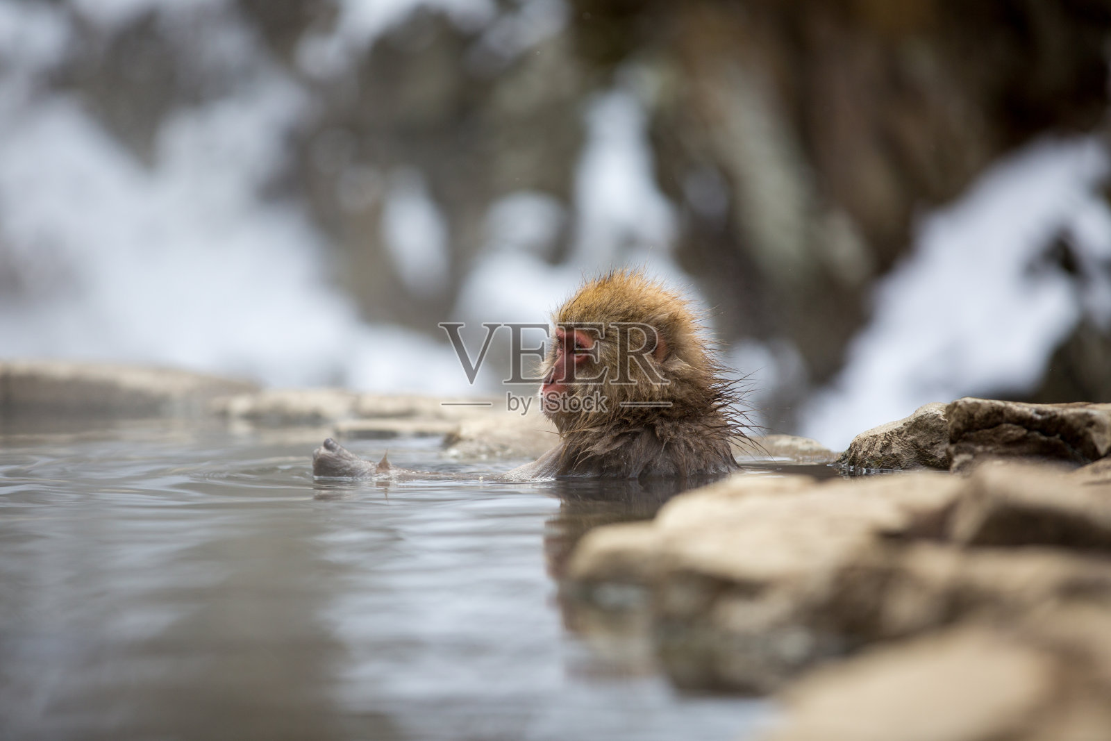 野生动物热爱大自然的自由照片摄影图片