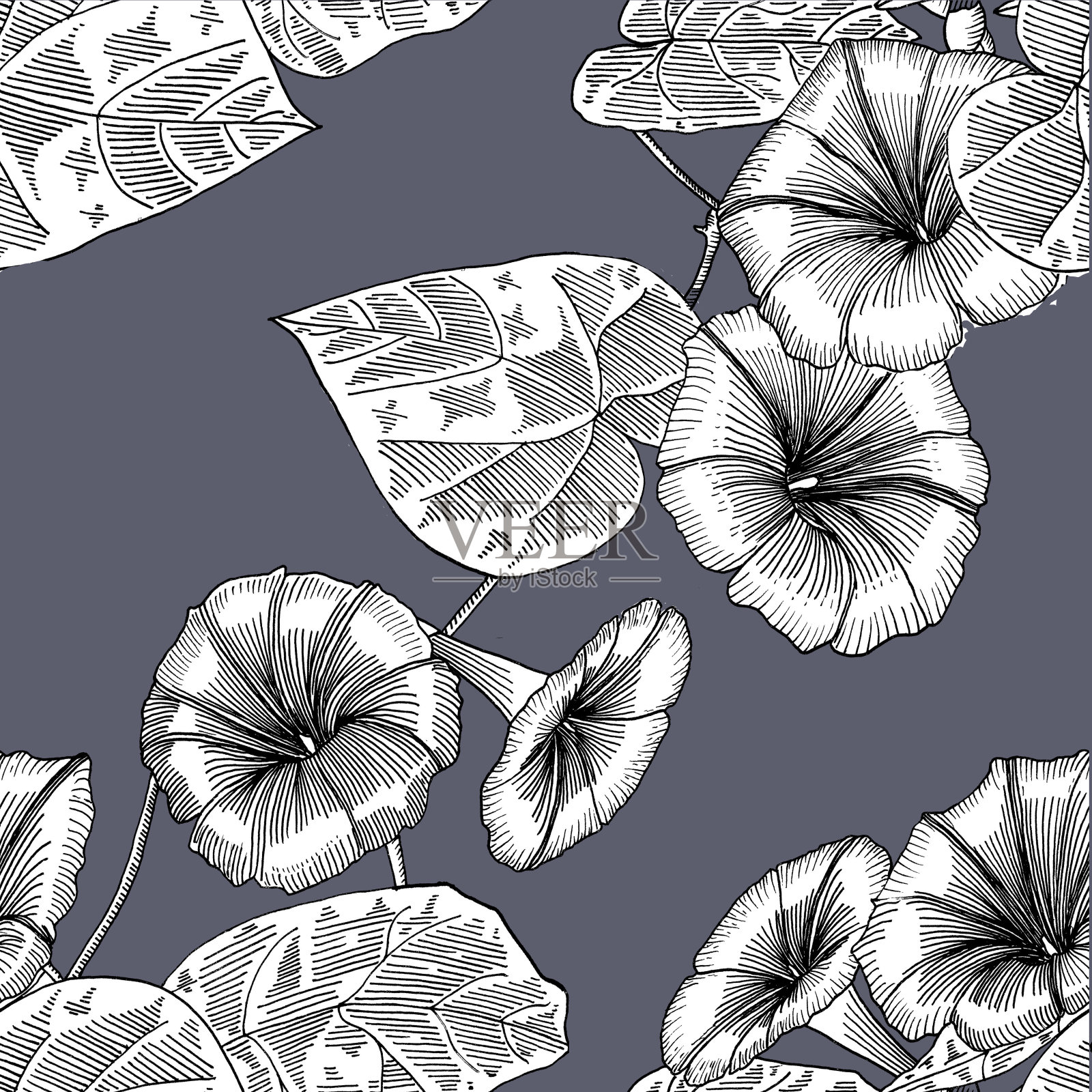 无缝图案与牵牛花。手绘。图形。插画图片素材