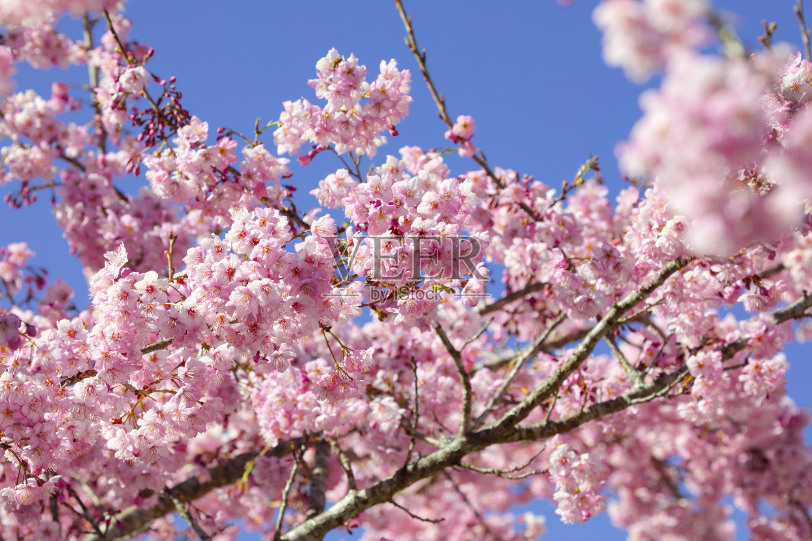 台湾，樱花绽放季节，武陵农场，千英花园，樱花绽放照片摄影图片