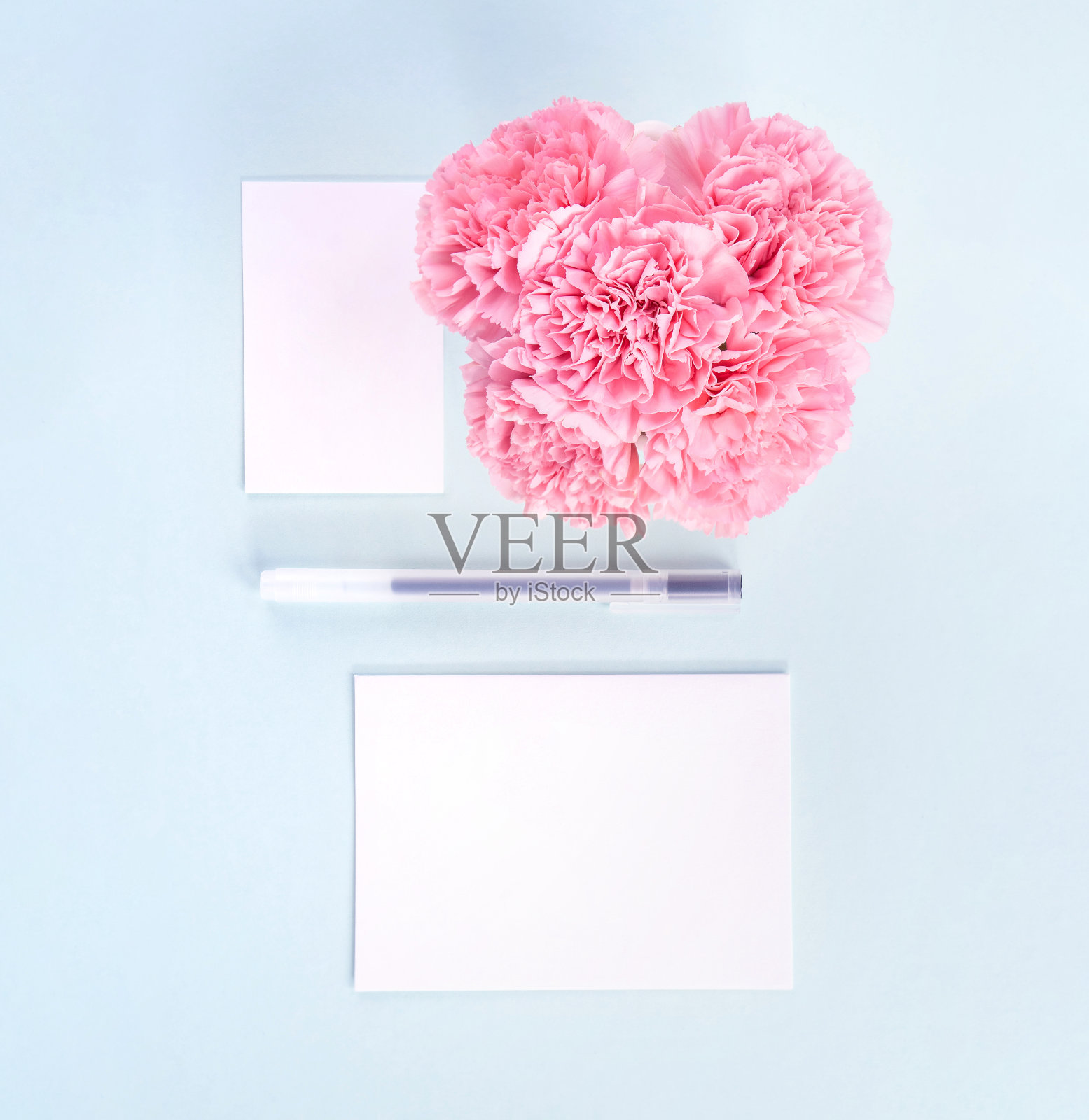 美丽新鲜盛开的婴儿粉色娇嫩康乃馨孤立在明亮的蓝色背景，母亲节感谢设计理念，俯视图，平躺，复制空间，近距离，模拟照片摄影图片