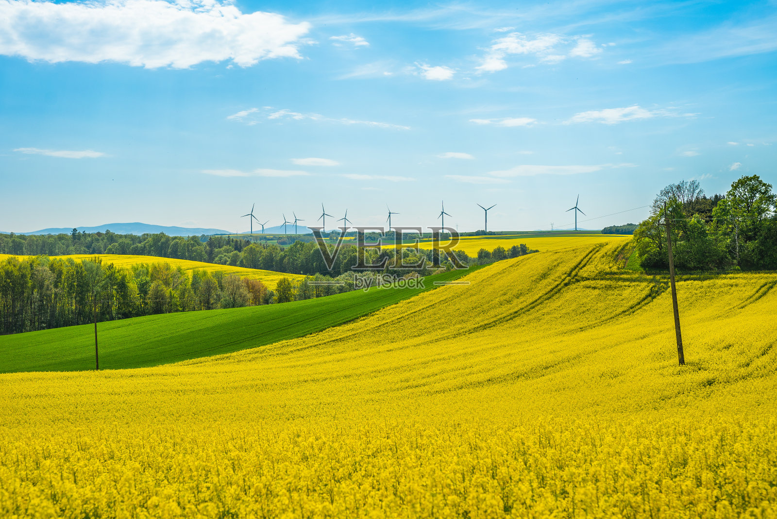 油菜花现场景观照片摄影图片