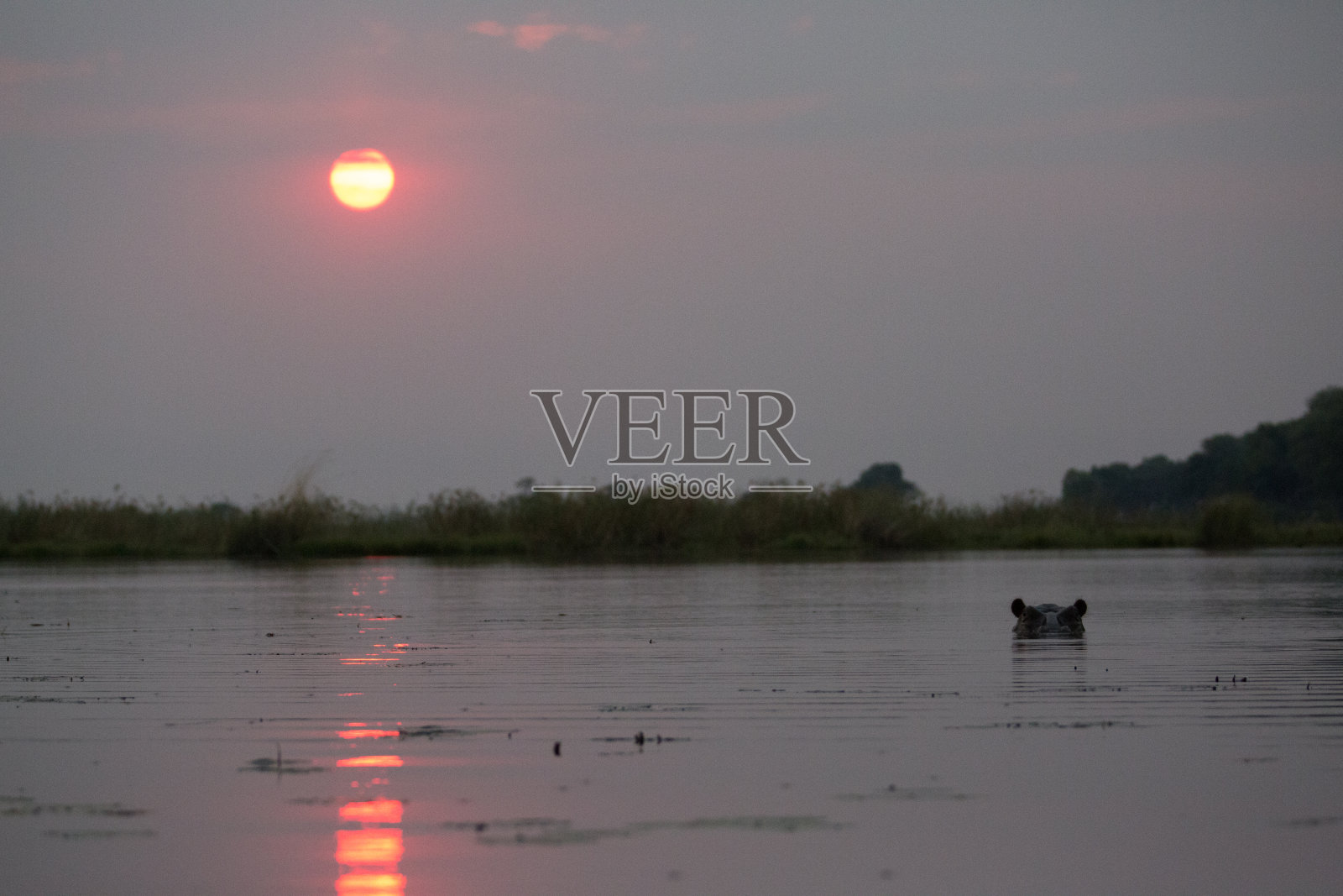 野生动物热爱大自然的自由照片摄影图片