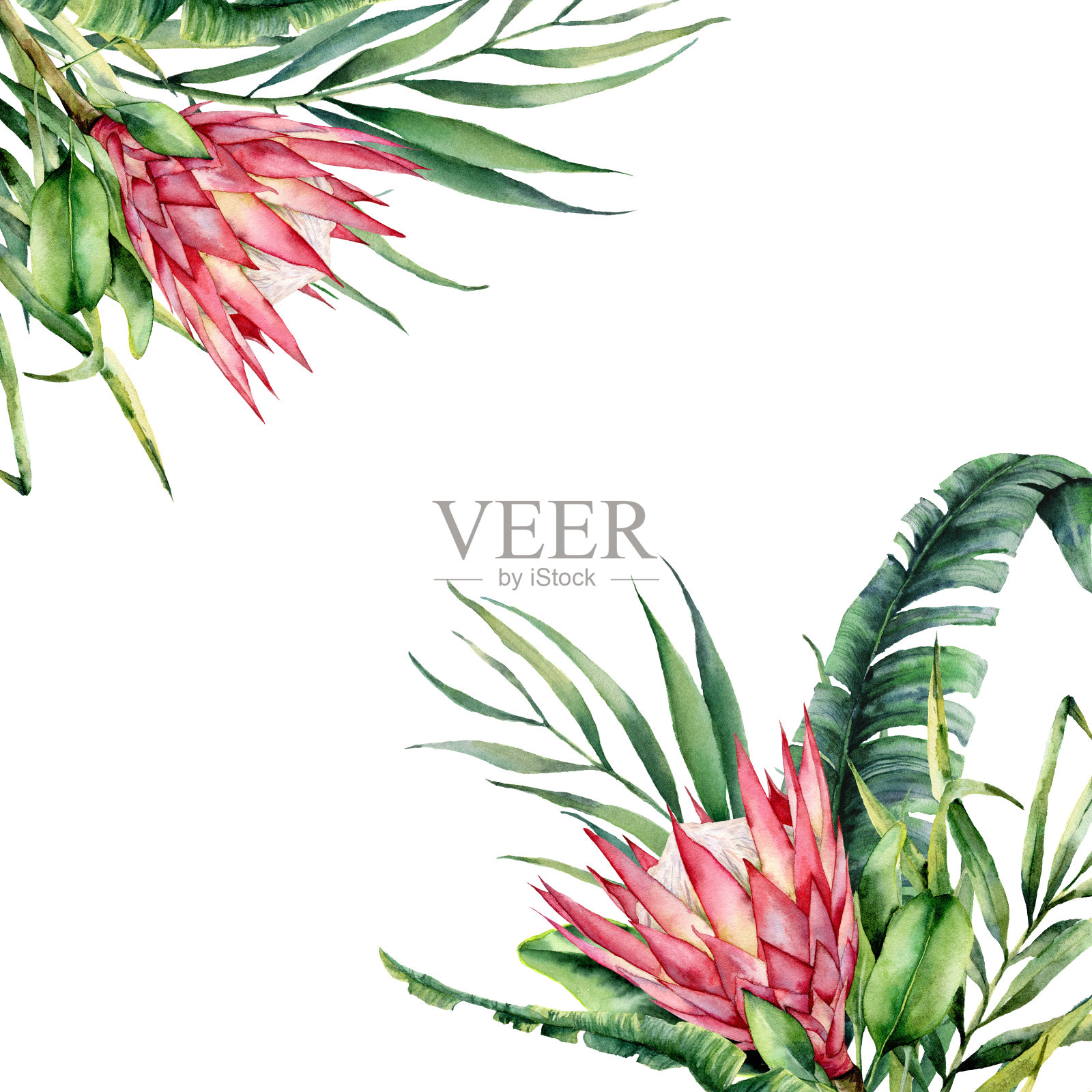 水彩热带花卉卡片。手绘的protea和棕榈叶孤立在白色的背景。自然植物插图设计，印刷。现实的微妙的植物。插画图片素材