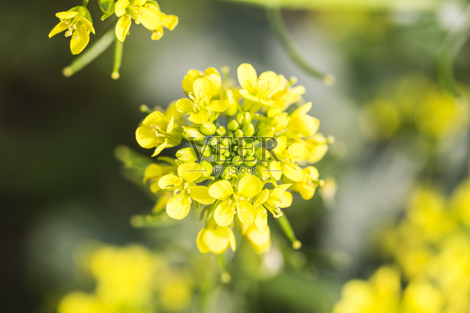 油菜花花朵特写照片摄影图片