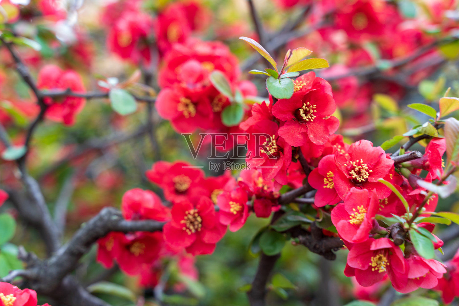 木瓜叶照片摄影图片