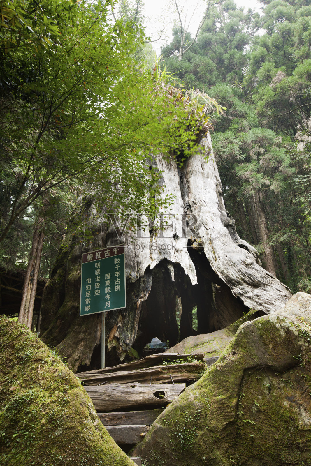 山林溪森林游憩区;红杉木照片摄影图片