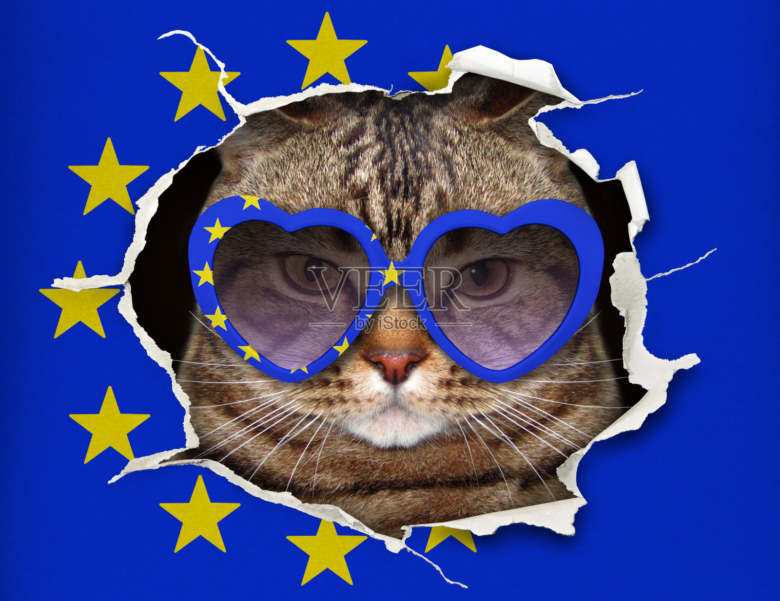 在欧洲国旗后面的猫照片摄影图片