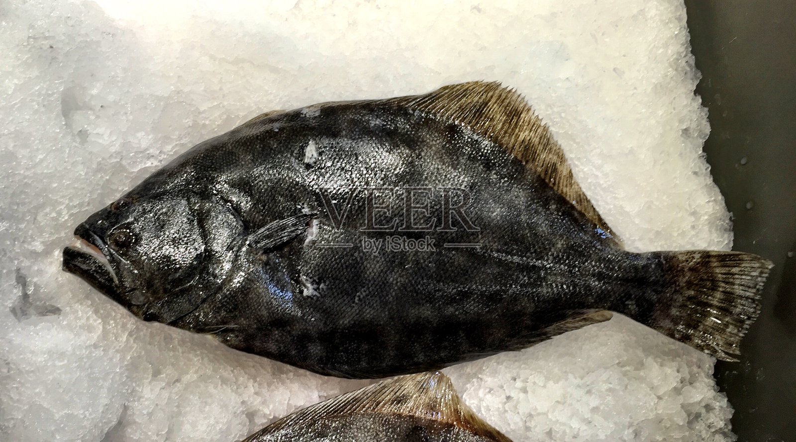 近距离观察冰中的比目鱼照片摄影图片