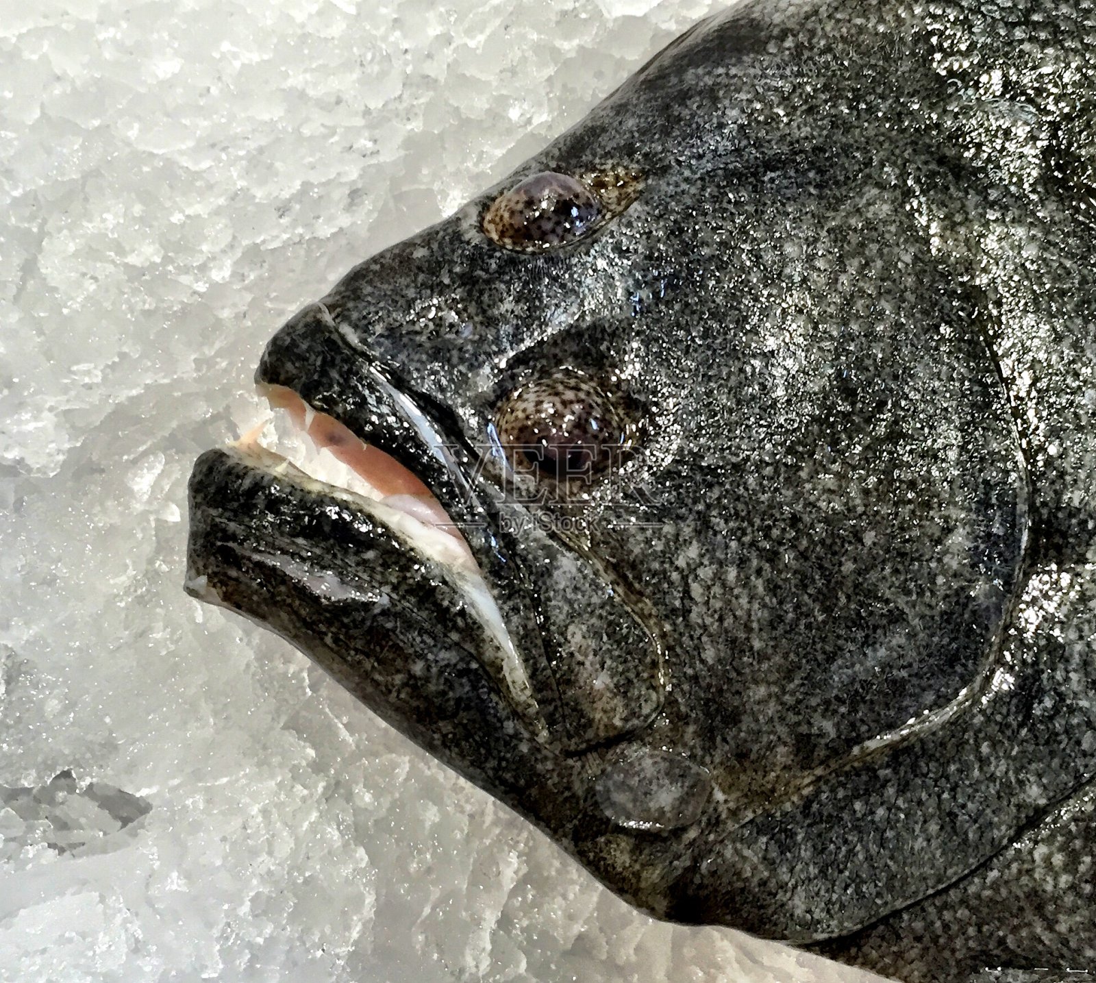 近距离观察冰中的比目鱼照片摄影图片