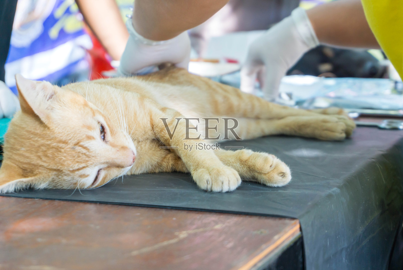 兽医在手术台上进行猫的全麻绝育手术。照片摄影图片