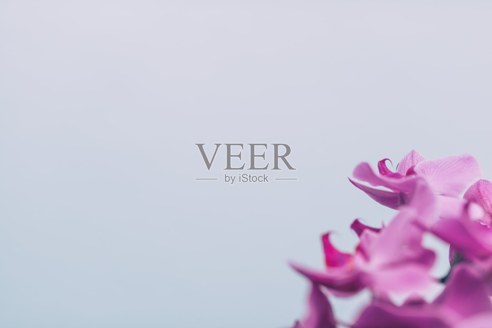 粉红色的兰花对彩色的背景照片摄影图片