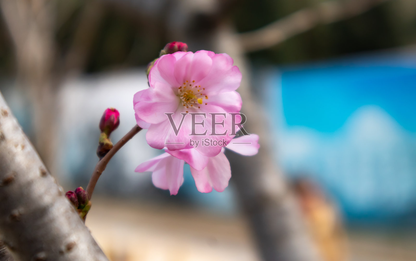 春天的树开着粉红色的花。春天的背景与粉红色的花照片摄影图片