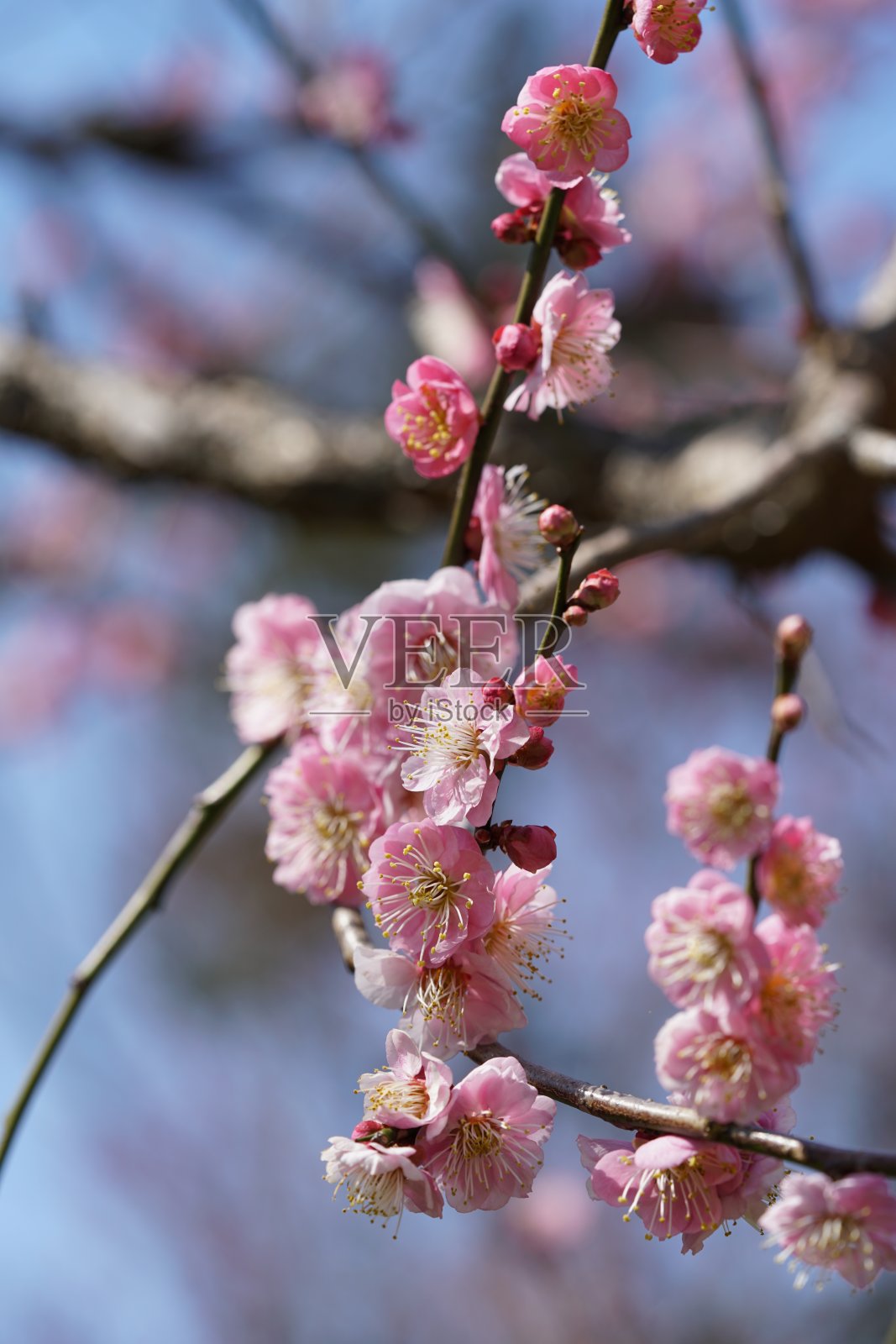 李子色的“toyada -nishiki”淡粉色照片摄影图片