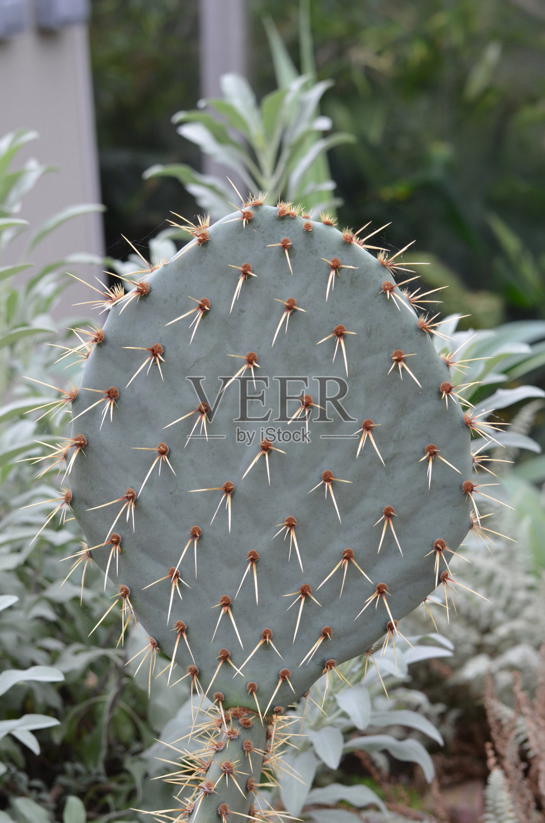 生长在阿鲁巴的仙人掌照片摄影图片