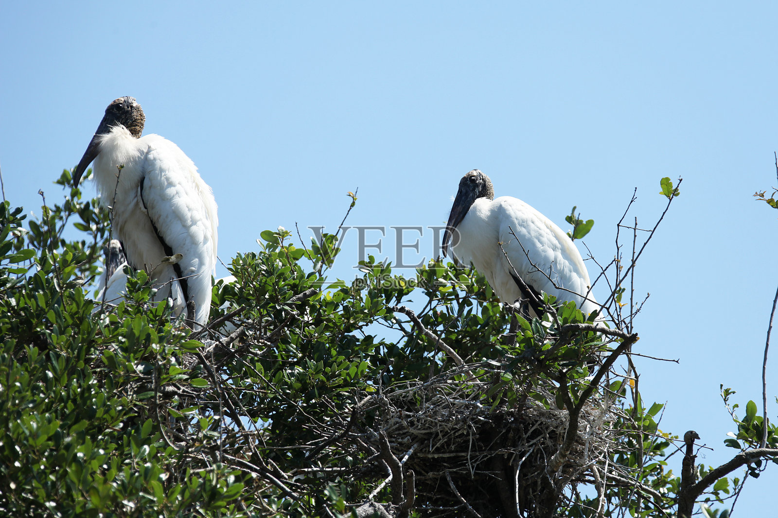 木头鹳照片摄影图片
