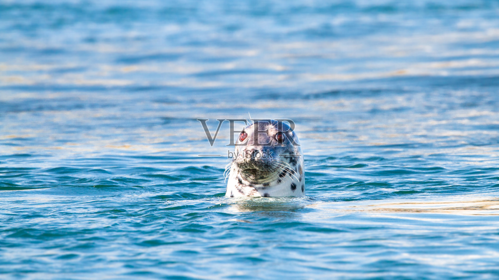 苏格兰灰海豹照片摄影图片