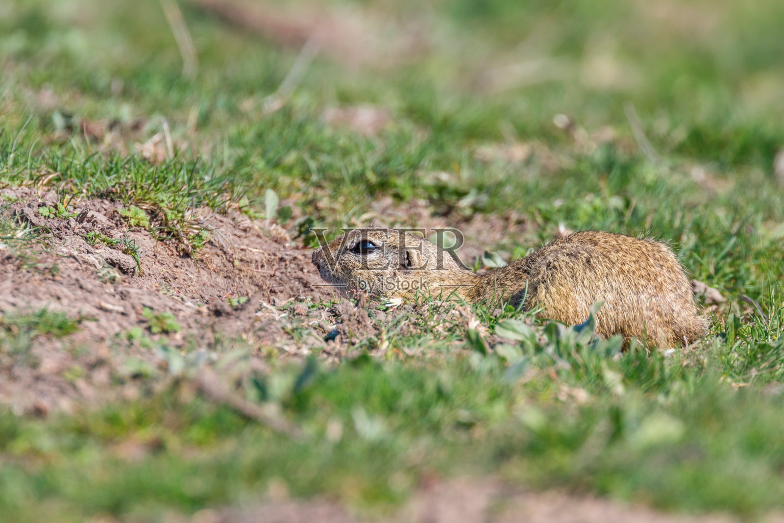 自然环境中的欧洲地鼠照片摄影图片