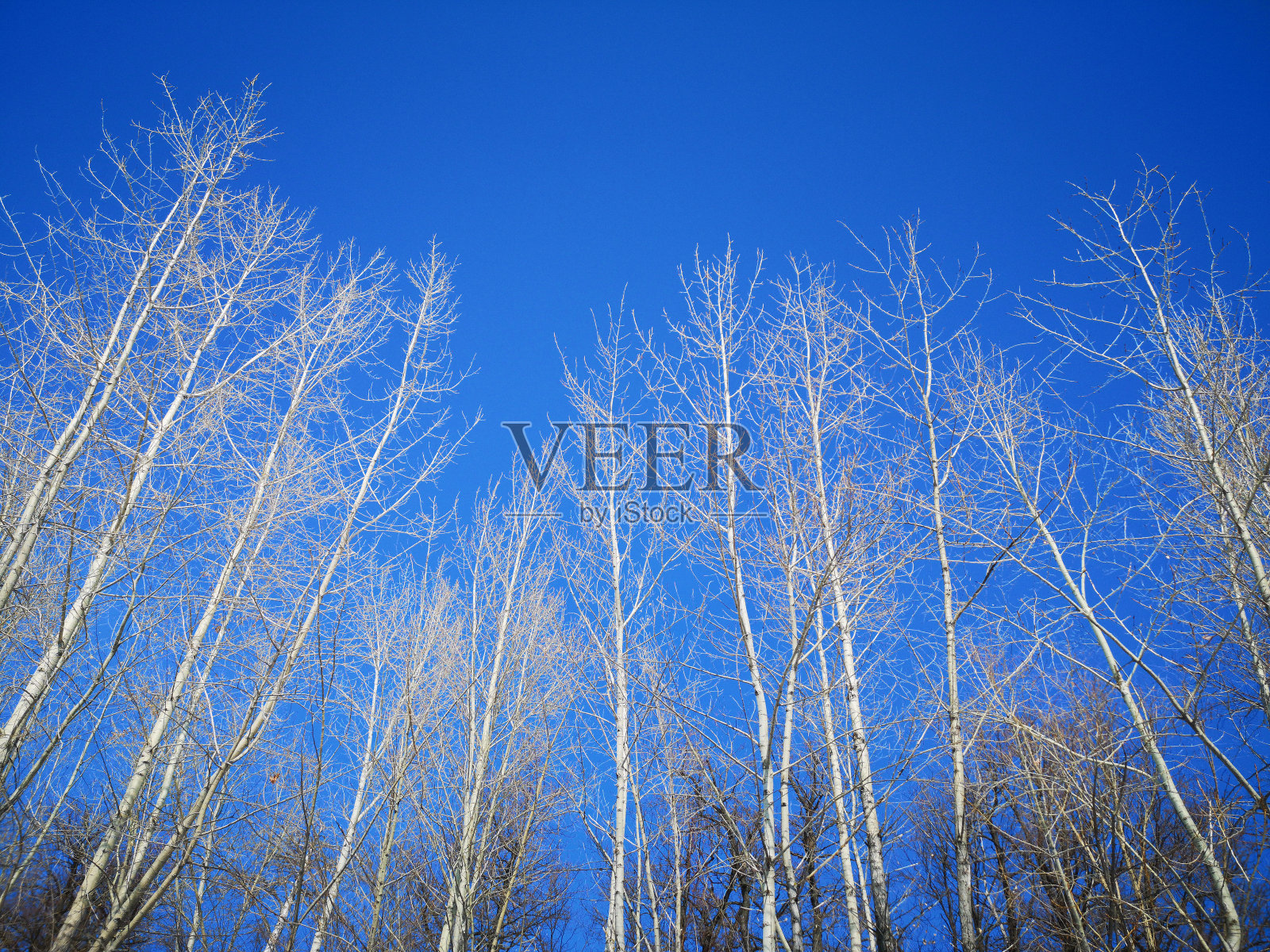 一棵黑色的树的光秃秃的树枝映衬着冬天的蓝天照片摄影图片